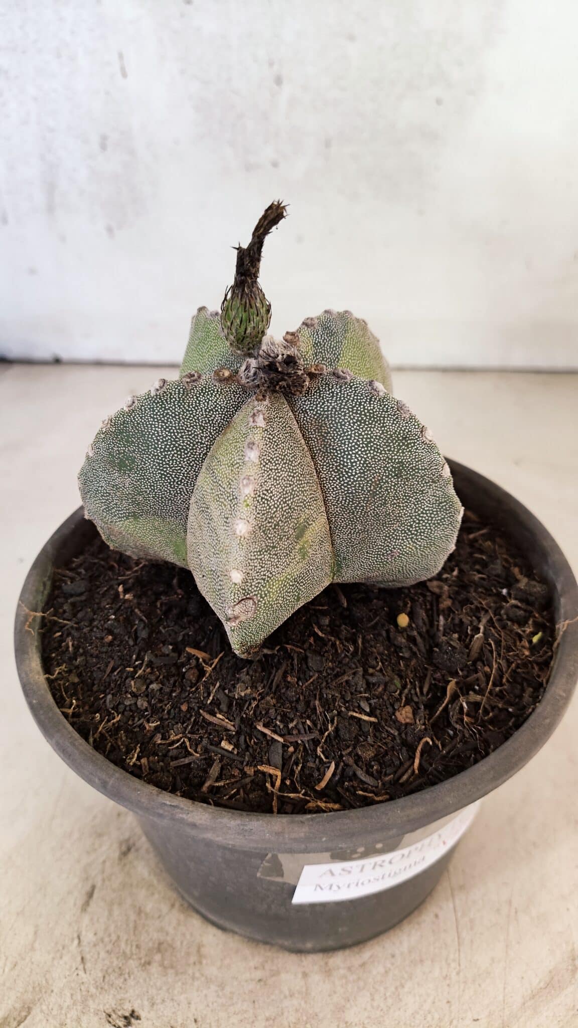 ASTROPHYTUM Myriostigma "Variegata" Nº 1162 – vaso 15 - foto 8