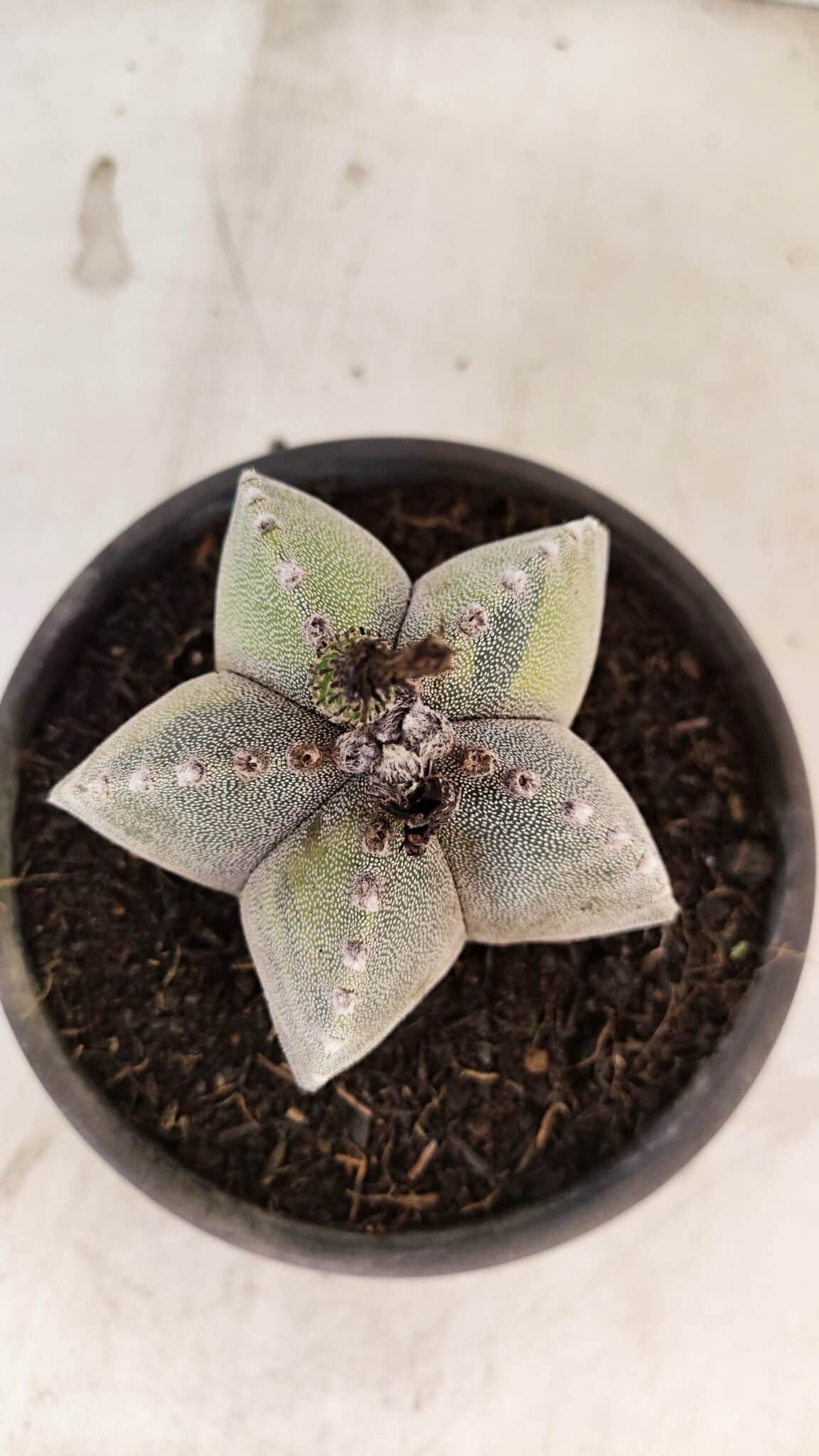 ASTROPHYTUM Myriostigma "Variegata" Nº 1162 – vaso 15 - foto 7