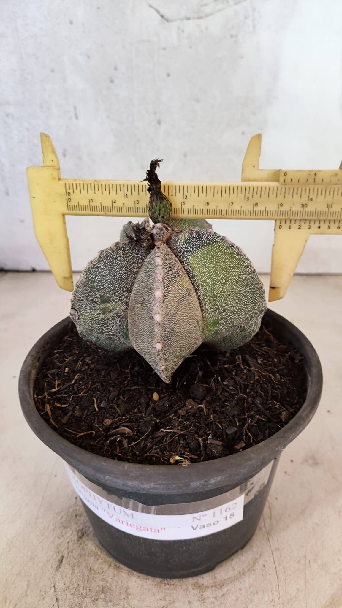ASTROPHYTUM Myriostigma "Variegata" Nº 1162 – vaso 15 - foto 4