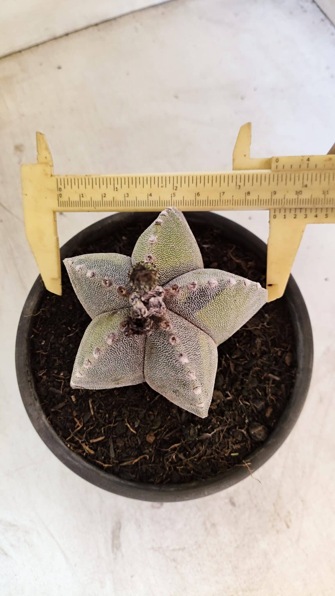 ASTROPHYTUM Myriostigma "Variegata" Nº 1162 – vaso 15 - foto 5