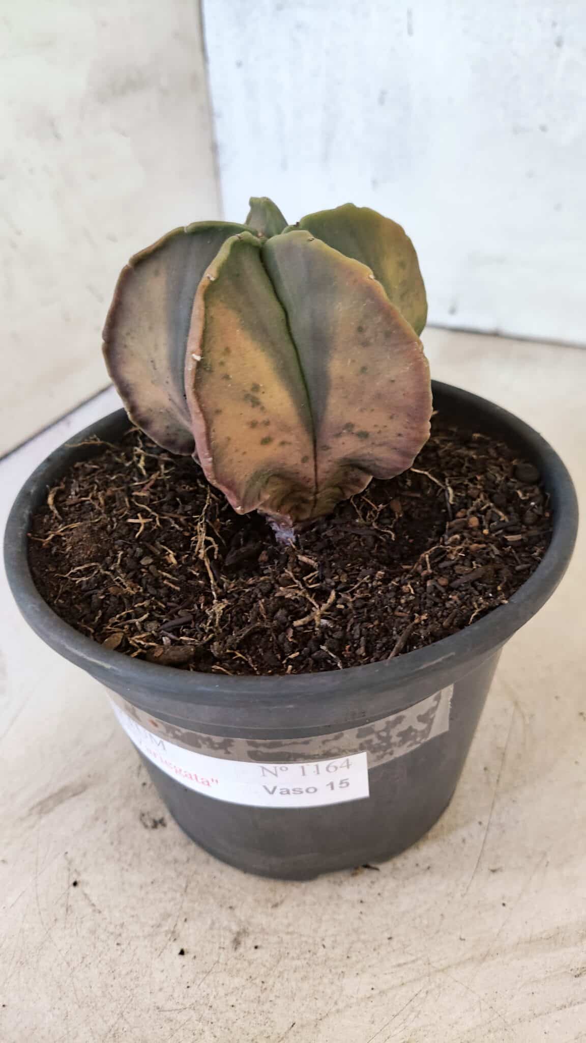 ASTROPHYTUM Myriostigma "Variegata" Nº 1164 – vaso 15 - foto 2