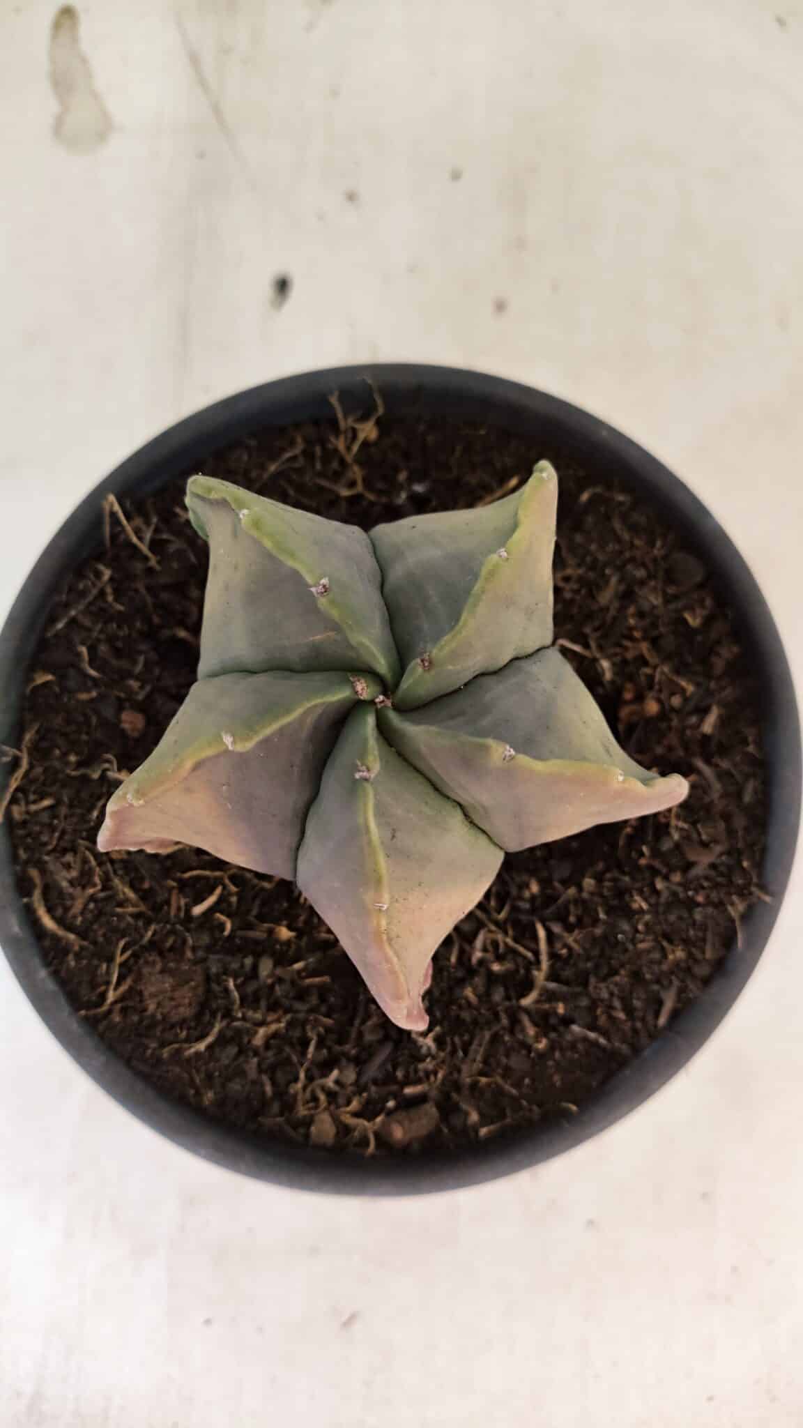 ASTROPHYTUM Myriostigma "Variegata" Nº 1164 – vaso 15 - foto 3
