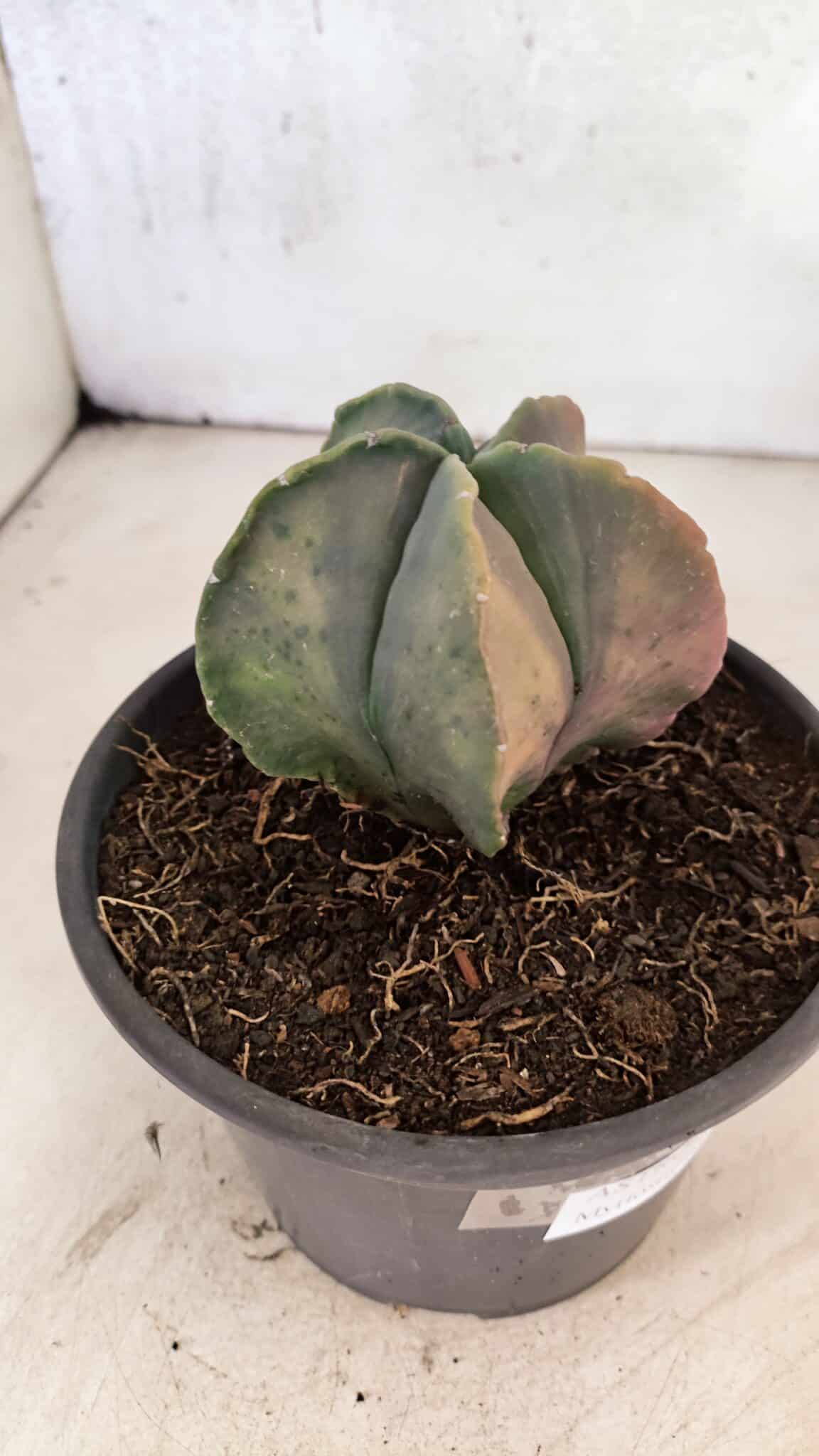 ASTROPHYTUM Myriostigma "Variegata" Nº 1164 – vaso 15 - foto 8