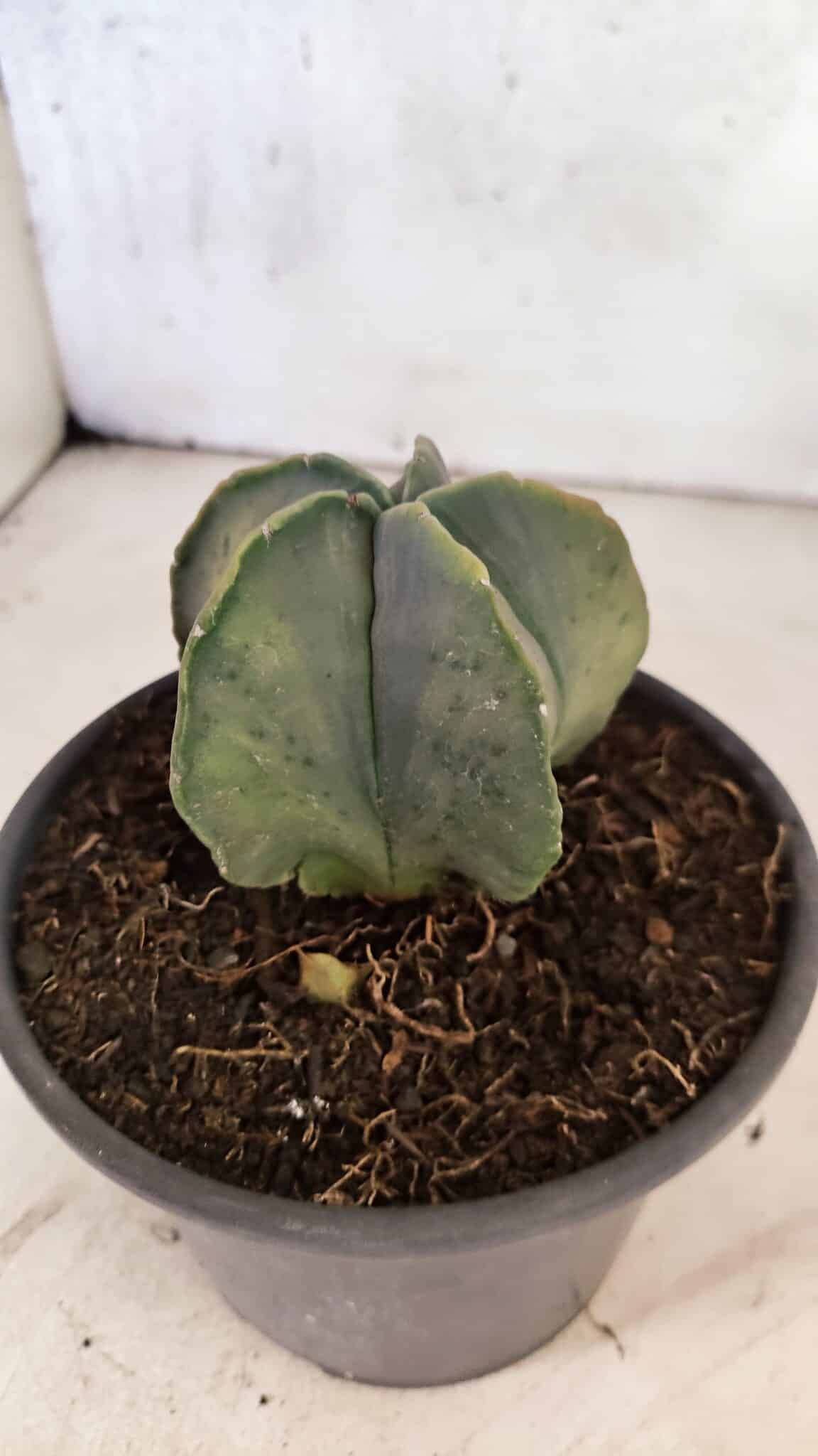 ASTROPHYTUM Myriostigma "Variegata" Nº 1164 – vaso 15 - foto 7