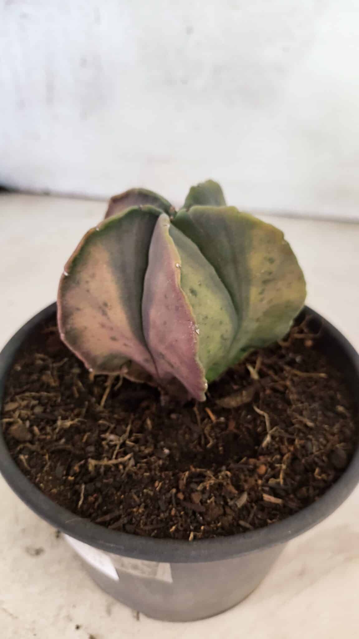 ASTROPHYTUM Myriostigma "Variegata" Nº 1164 – vaso 15 - foto 6