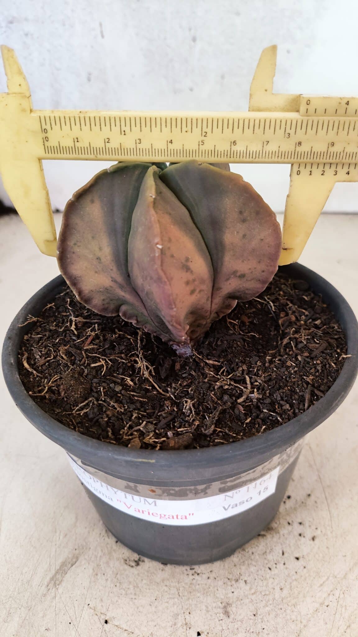ASTROPHYTUM Myriostigma "Variegata" Nº 1164 – vaso 15 - foto 4