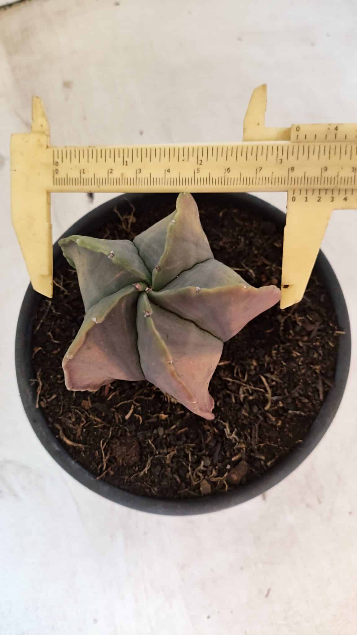 ASTROPHYTUM Myriostigma "Variegata" Nº 1164 – vaso 15 - foto 5