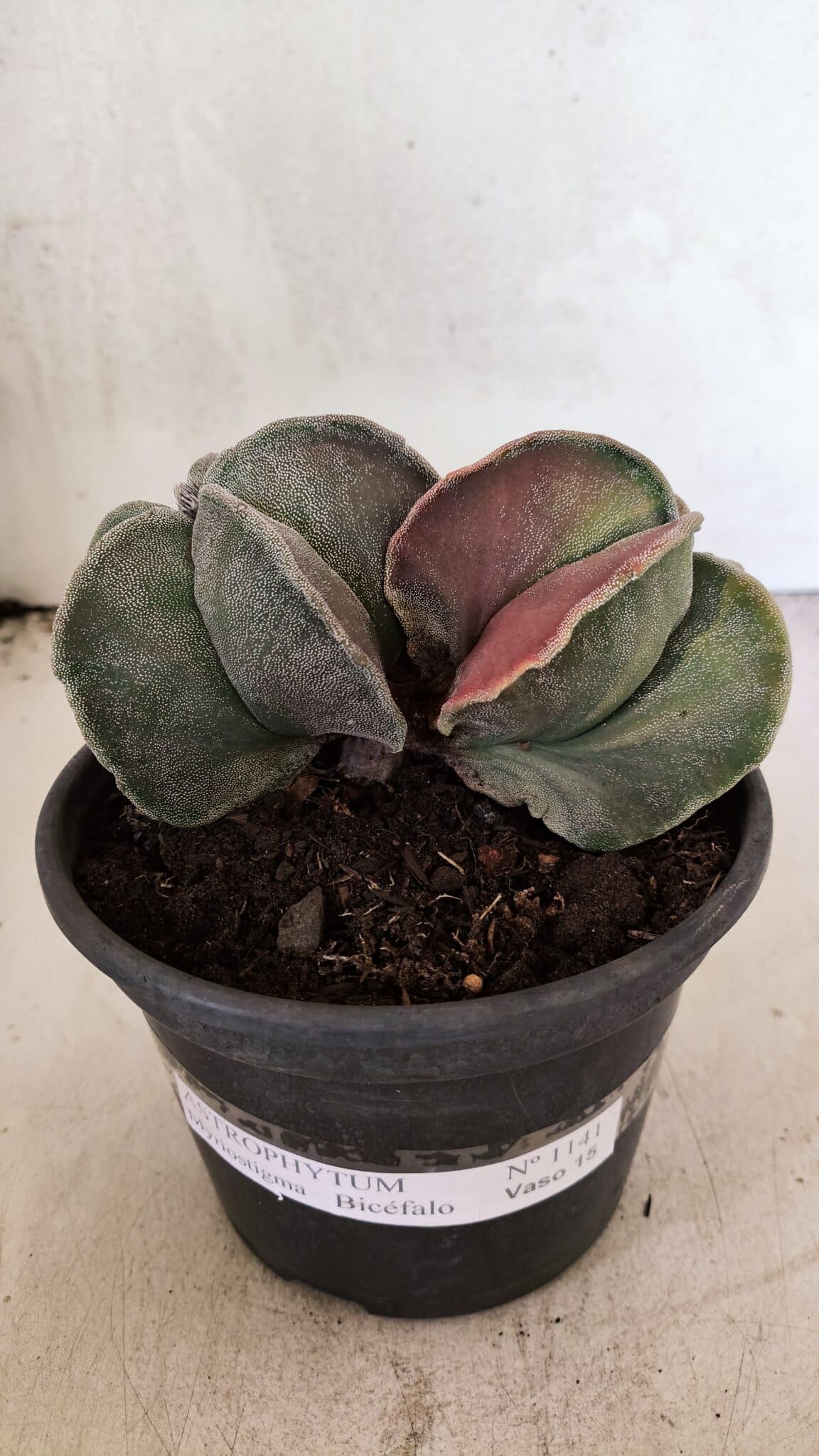 ASTROPHYTUM MYRIOSTIGMA "Bicéfalo" Nº 1141 – vaso 15 - foto 2