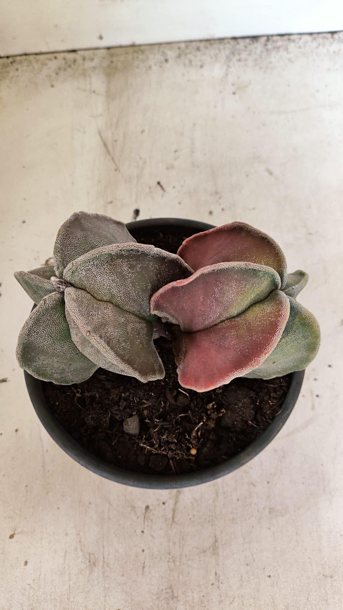 ASTROPHYTUM MYRIOSTIGMA "Bicéfalo" Nº 1141 – vaso 15 - foto 3