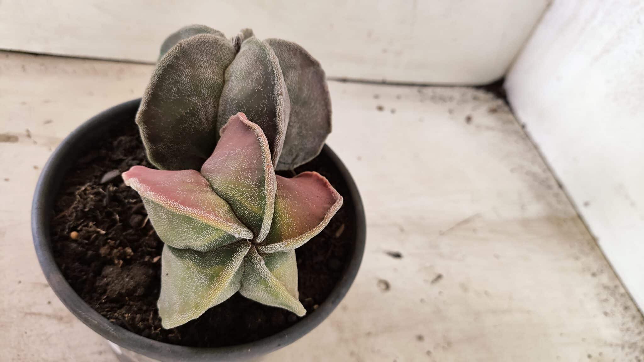 ASTROPHYTUM MYRIOSTIGMA "Bicéfalo" Nº 1141 – vaso 15 - foto 7