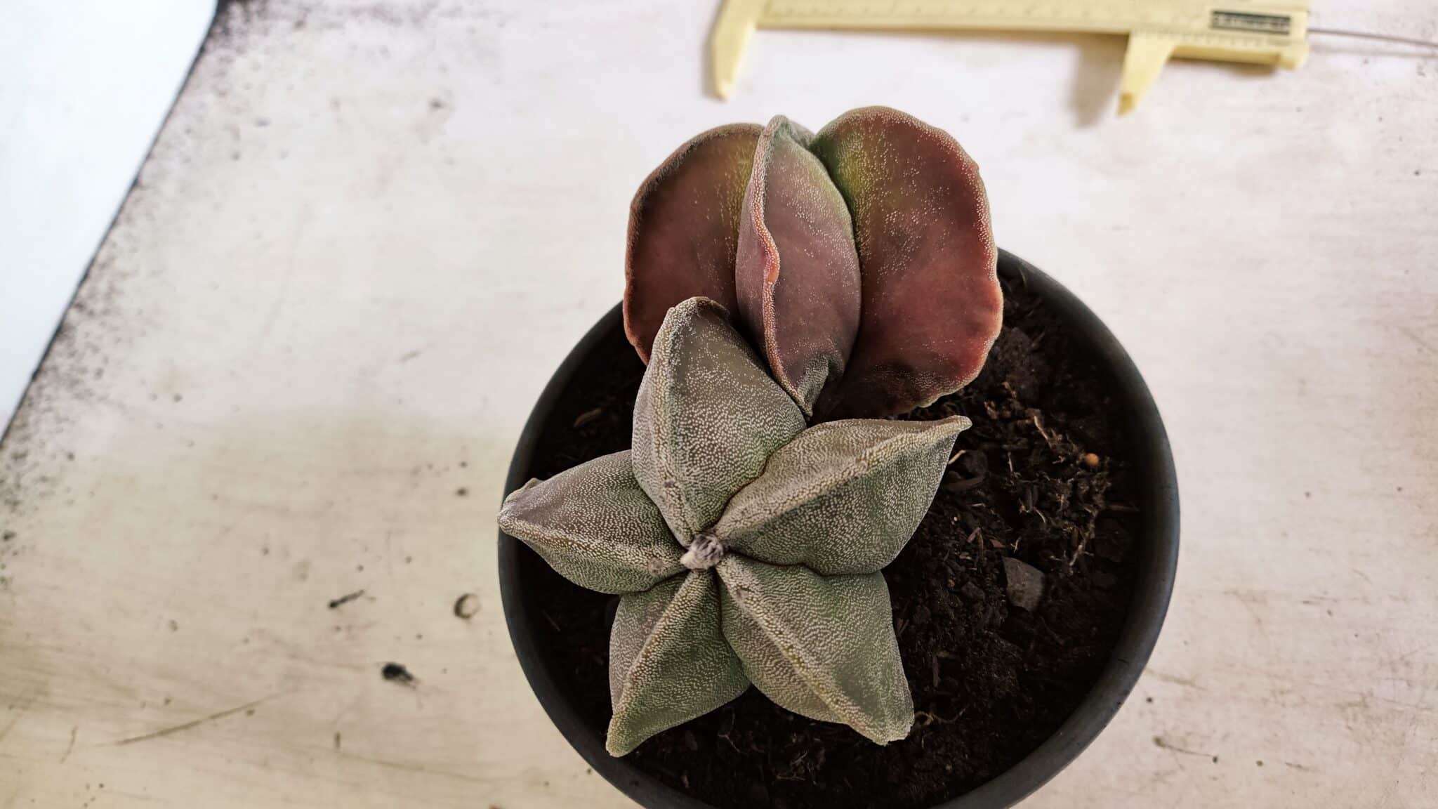 ASTROPHYTUM MYRIOSTIGMA "Bicéfalo" Nº 1141 – vaso 15 - foto 6