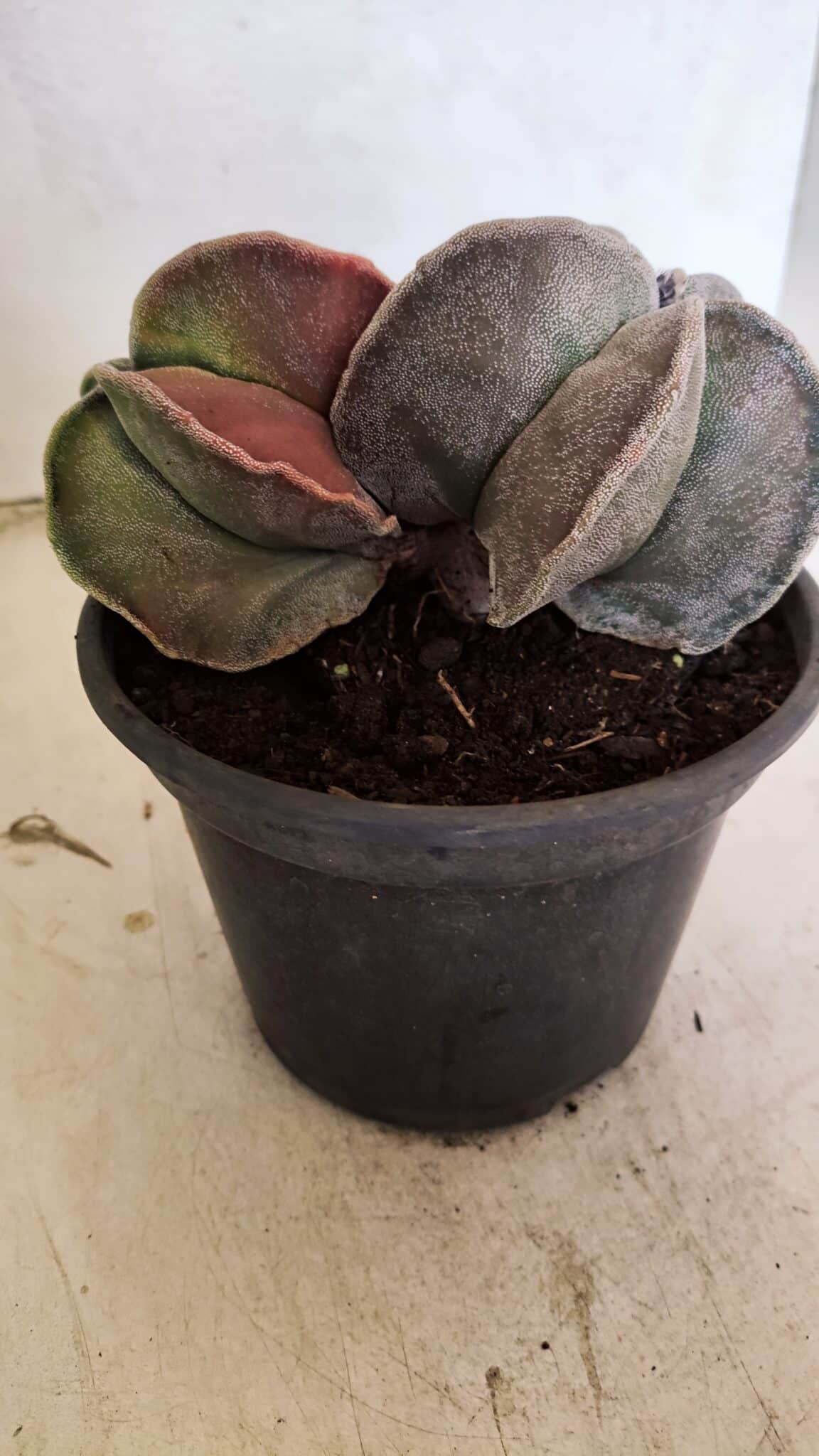 ASTROPHYTUM MYRIOSTIGMA "Bicéfalo" Nº 1141 – vaso 15 - foto 5