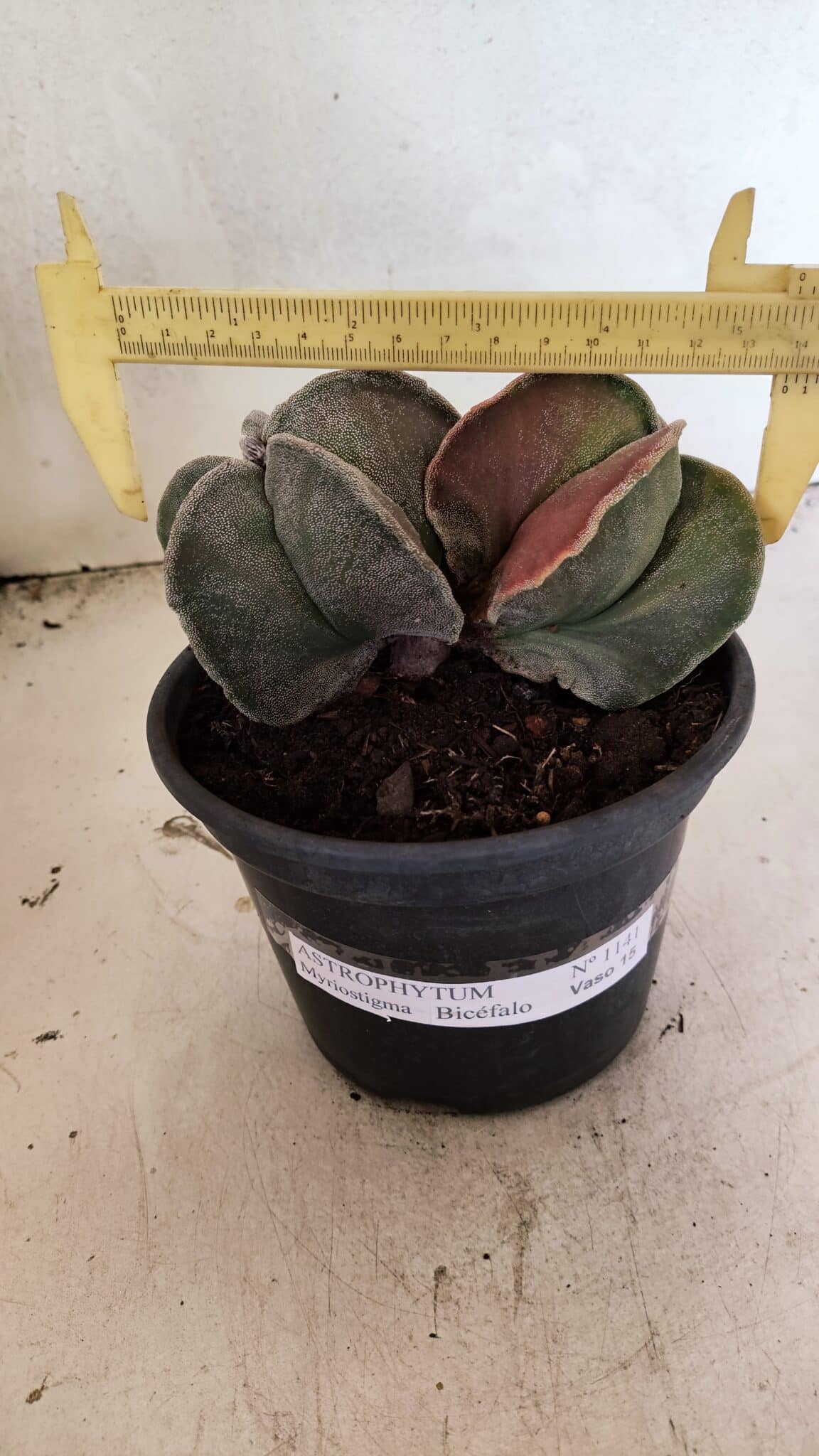 ASTROPHYTUM MYRIOSTIGMA "Bicéfalo" Nº 1141 – vaso 15 - foto 4