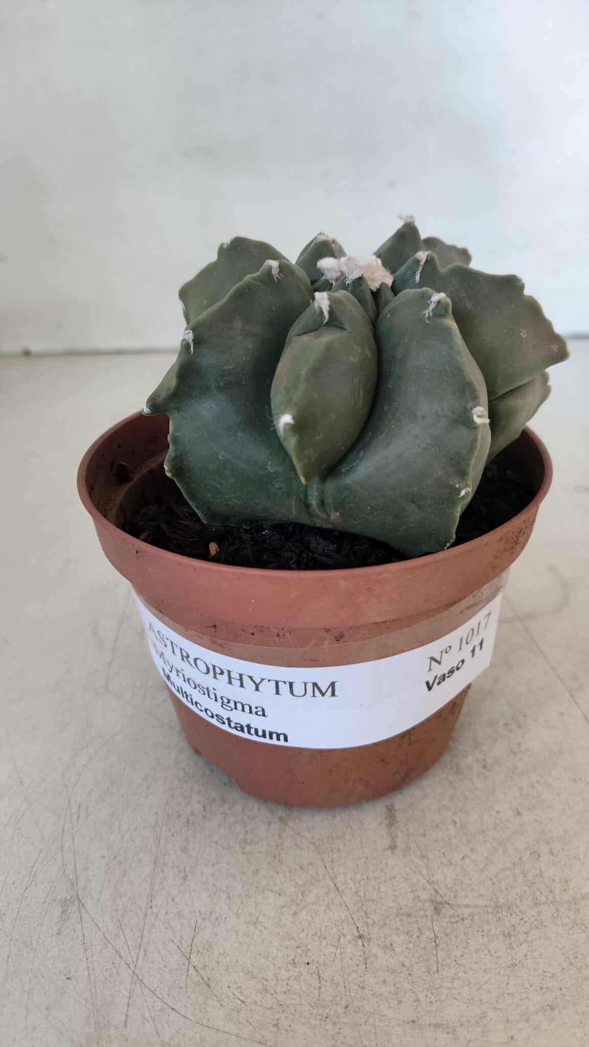 ASTROPHYTUM MYRIOSTIGMA "Multicostatum - 7 quinas "  Nº 1017 – vaso 11
