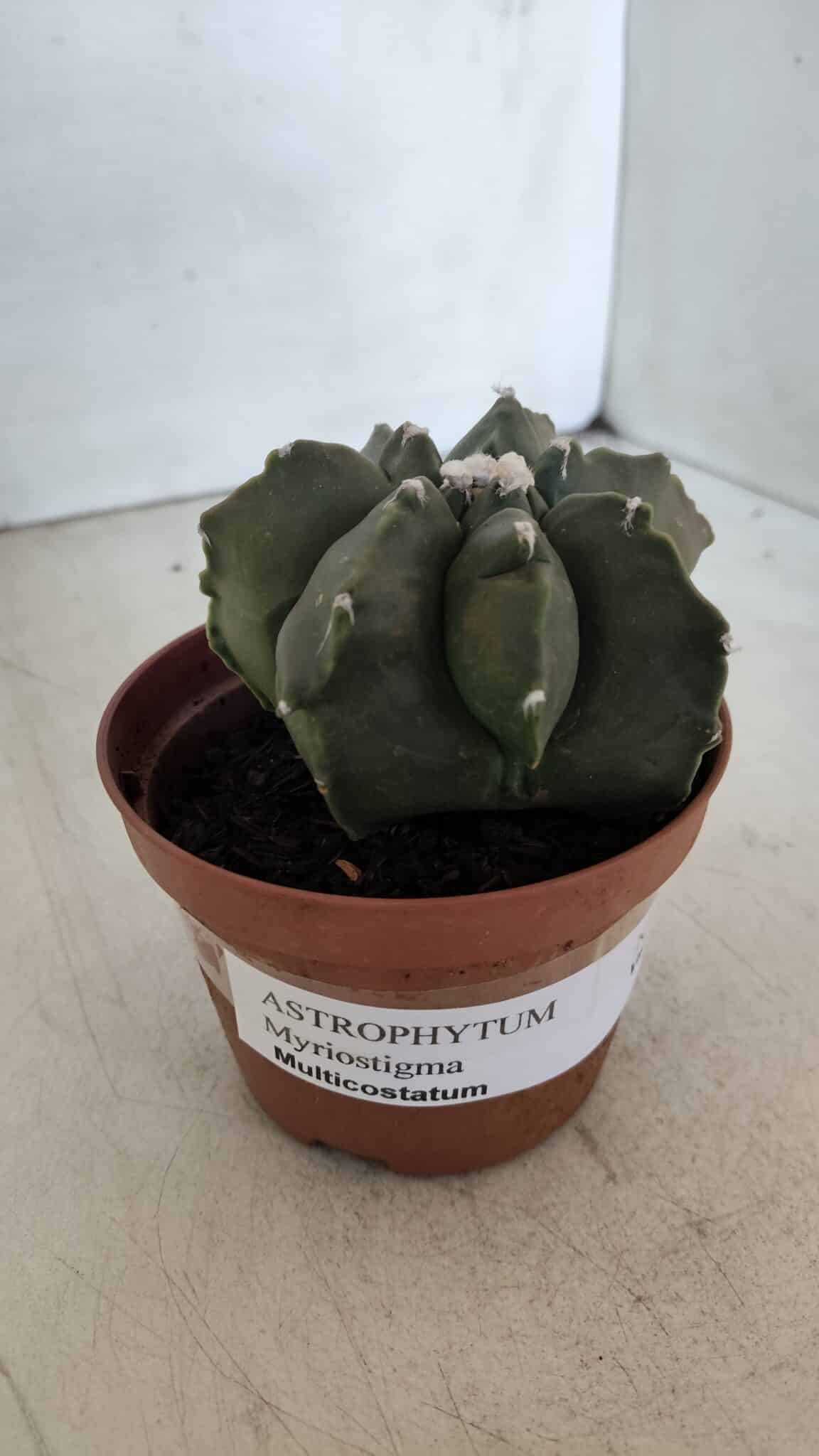 ASTROPHYTUM MYRIOSTIGMA "Multicostatum - 7 quinas "  Nº 1017 – vaso 11