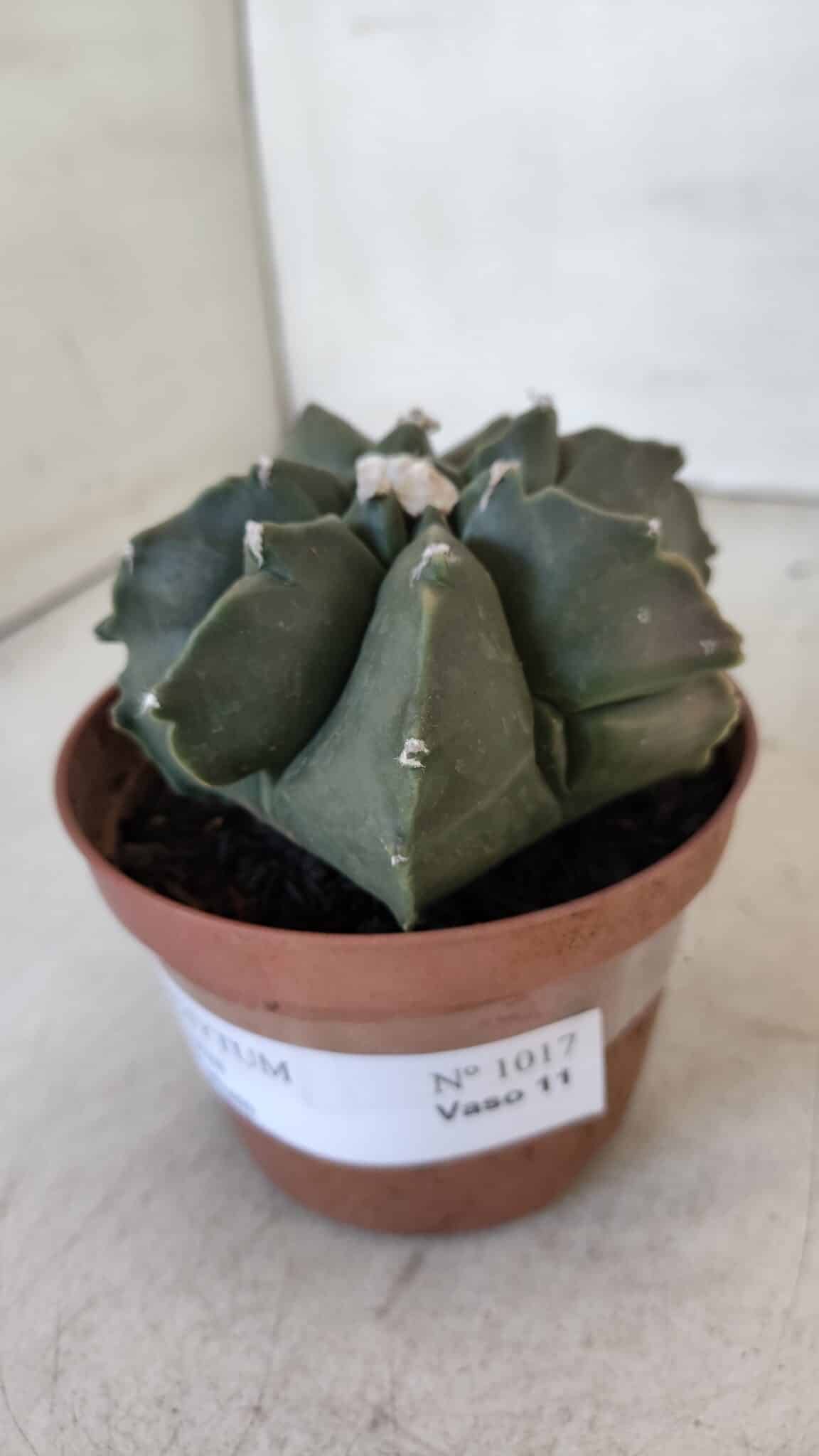 ASTROPHYTUM MYRIOSTIGMA "Multicostatum - 7 quinas "  Nº 1017 – vaso 11