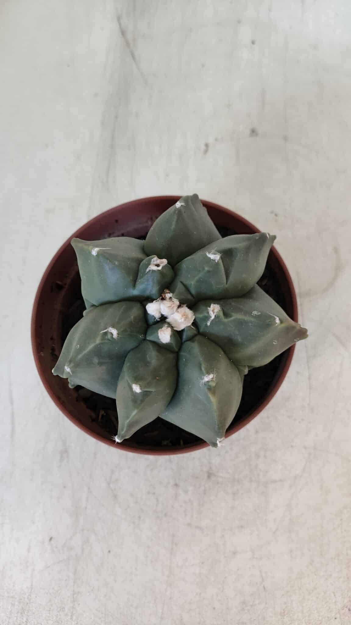 ASTROPHYTUM MYRIOSTIGMA "Multicostatum - 7 quinas "  Nº 1017 – vaso 11