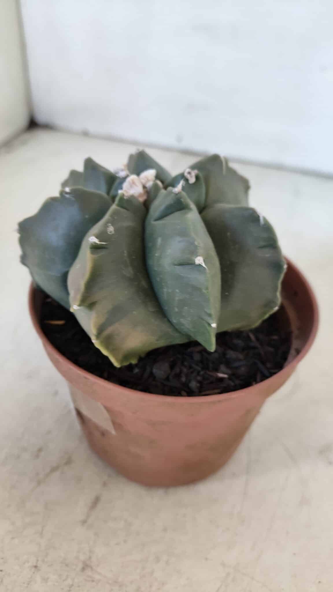 ASTROPHYTUM MYRIOSTIGMA "Multicostatum - 7 quinas "  Nº 1017 – vaso 11