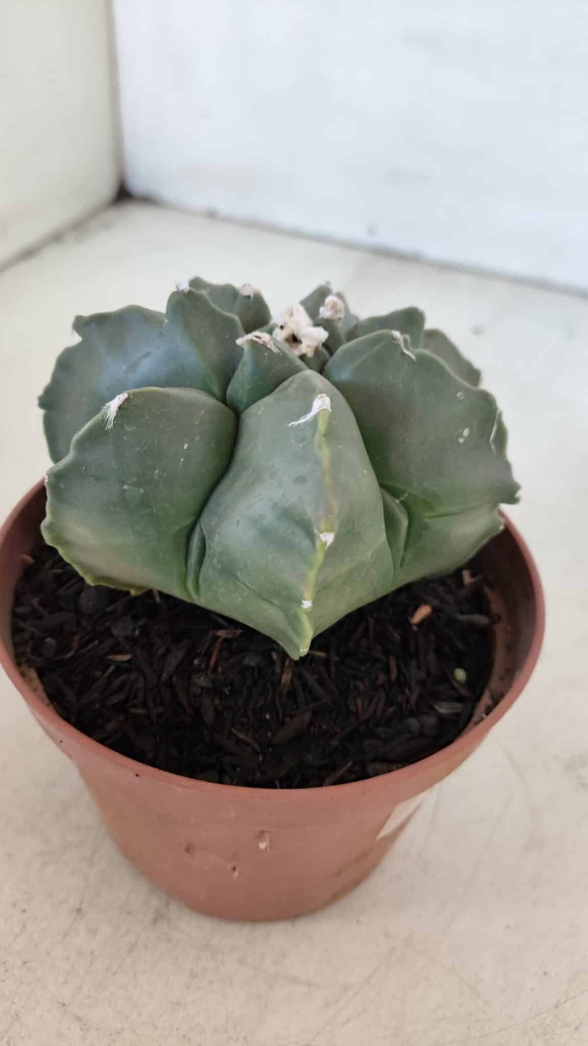 ASTROPHYTUM MYRIOSTIGMA "Multicostatum - 7 quinas "  Nº 1017 – vaso 11