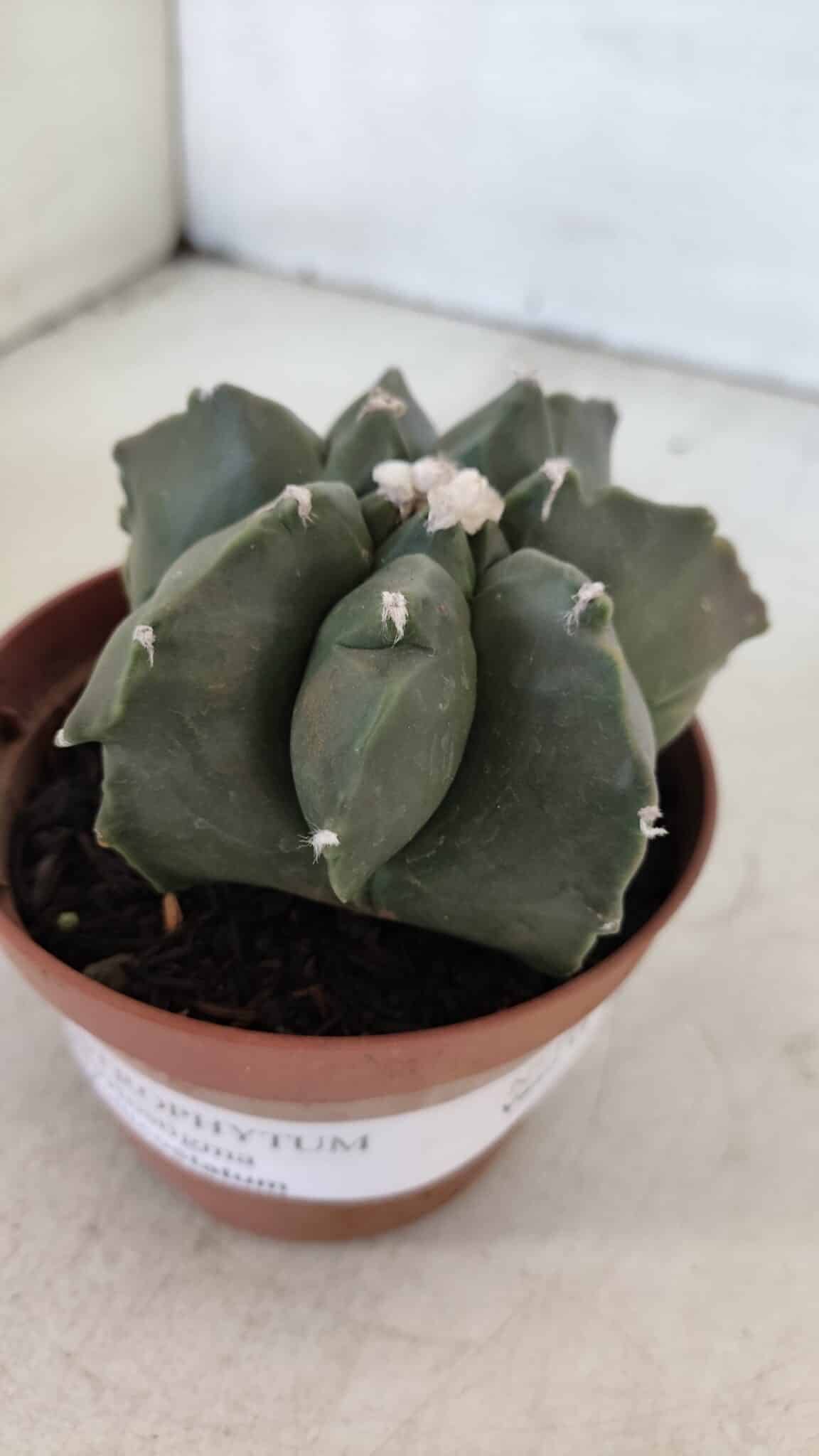 ASTROPHYTUM MYRIOSTIGMA "Multicostatum - 7 quinas "  Nº 1017 – vaso 11