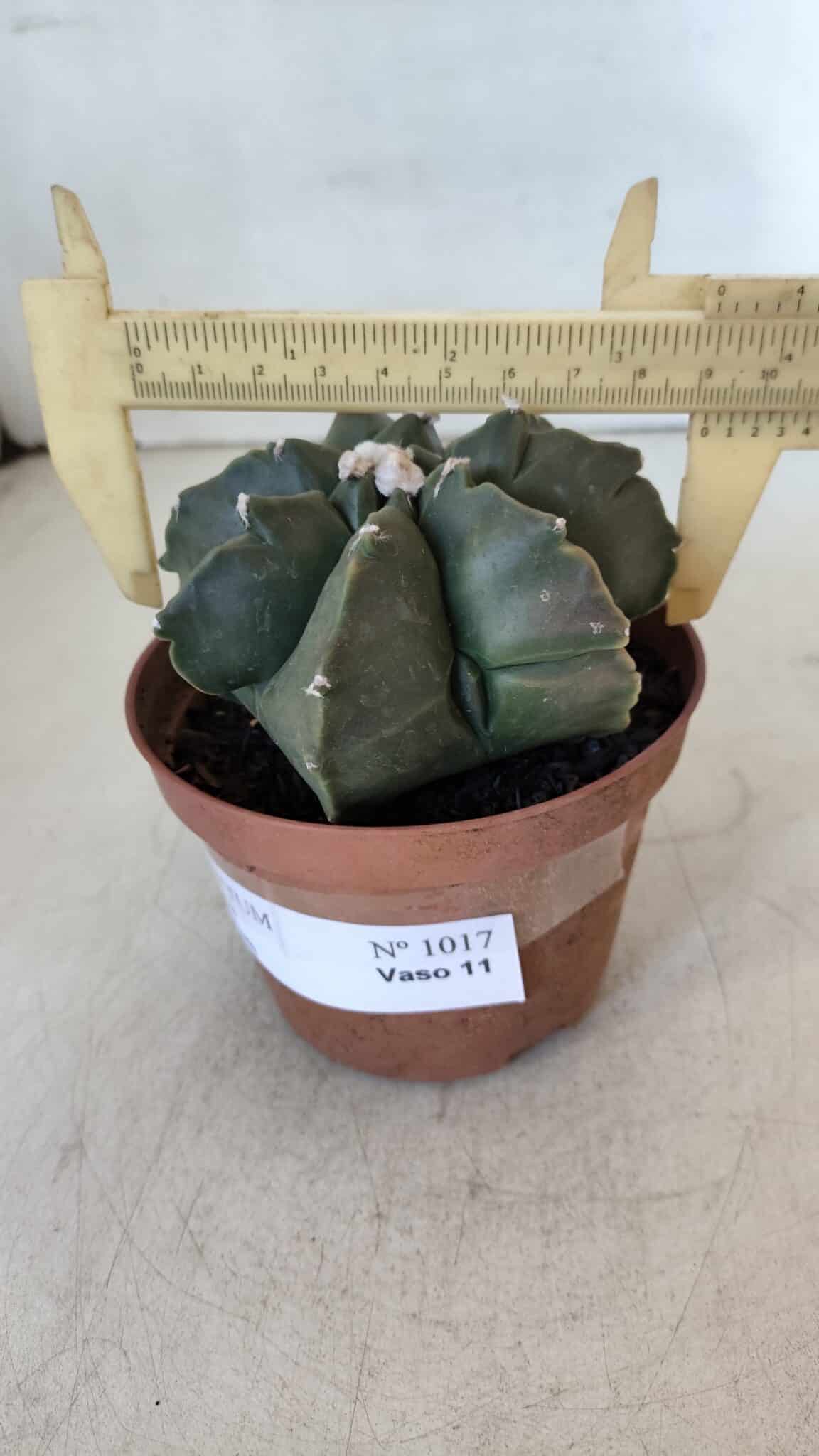 ASTROPHYTUM MYRIOSTIGMA "Multicostatum - 7 quinas "  Nº 1017 – vaso 11