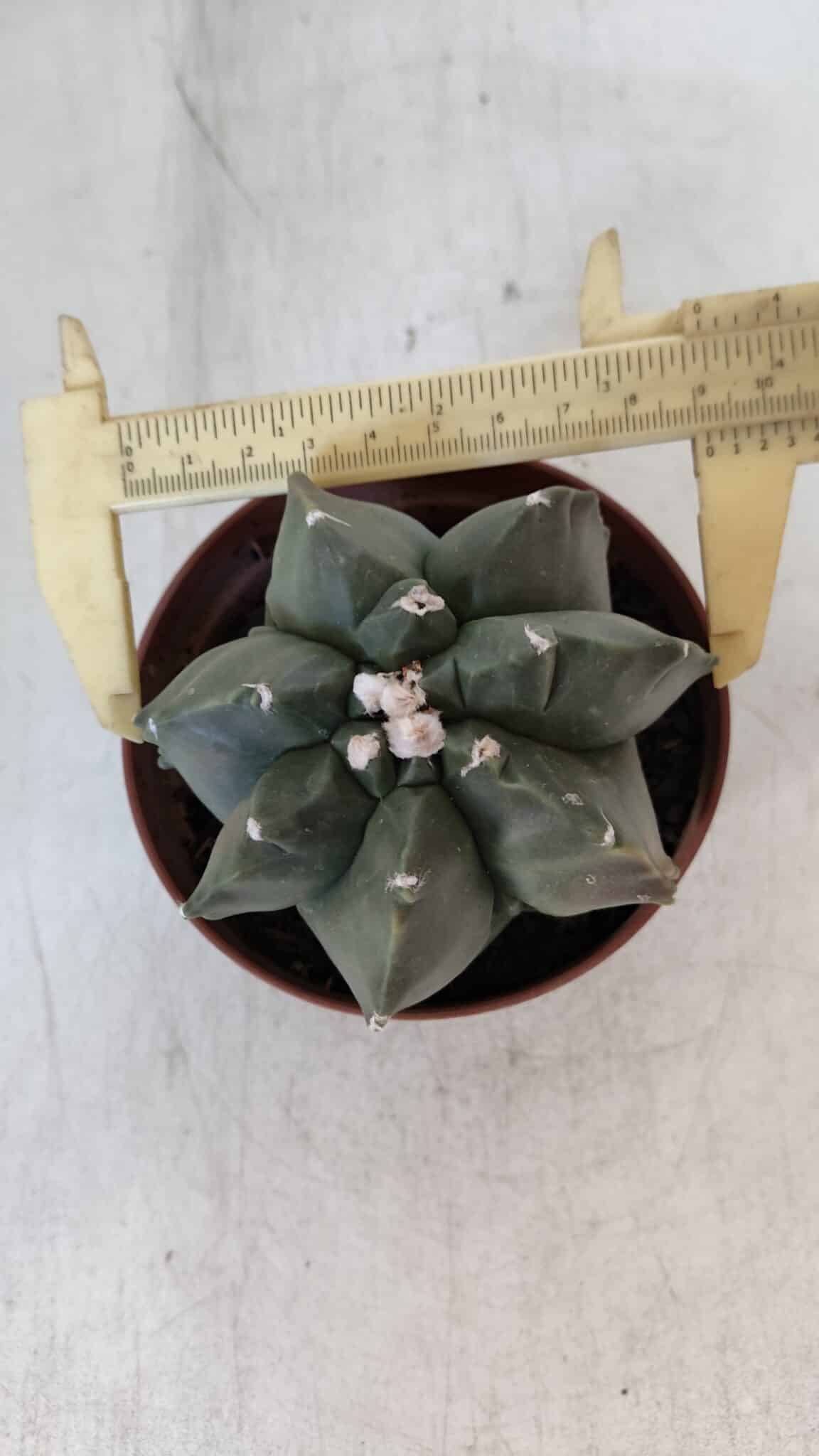 ASTROPHYTUM MYRIOSTIGMA "Multicostatum - 7 quinas "  Nº 1017 – vaso 11