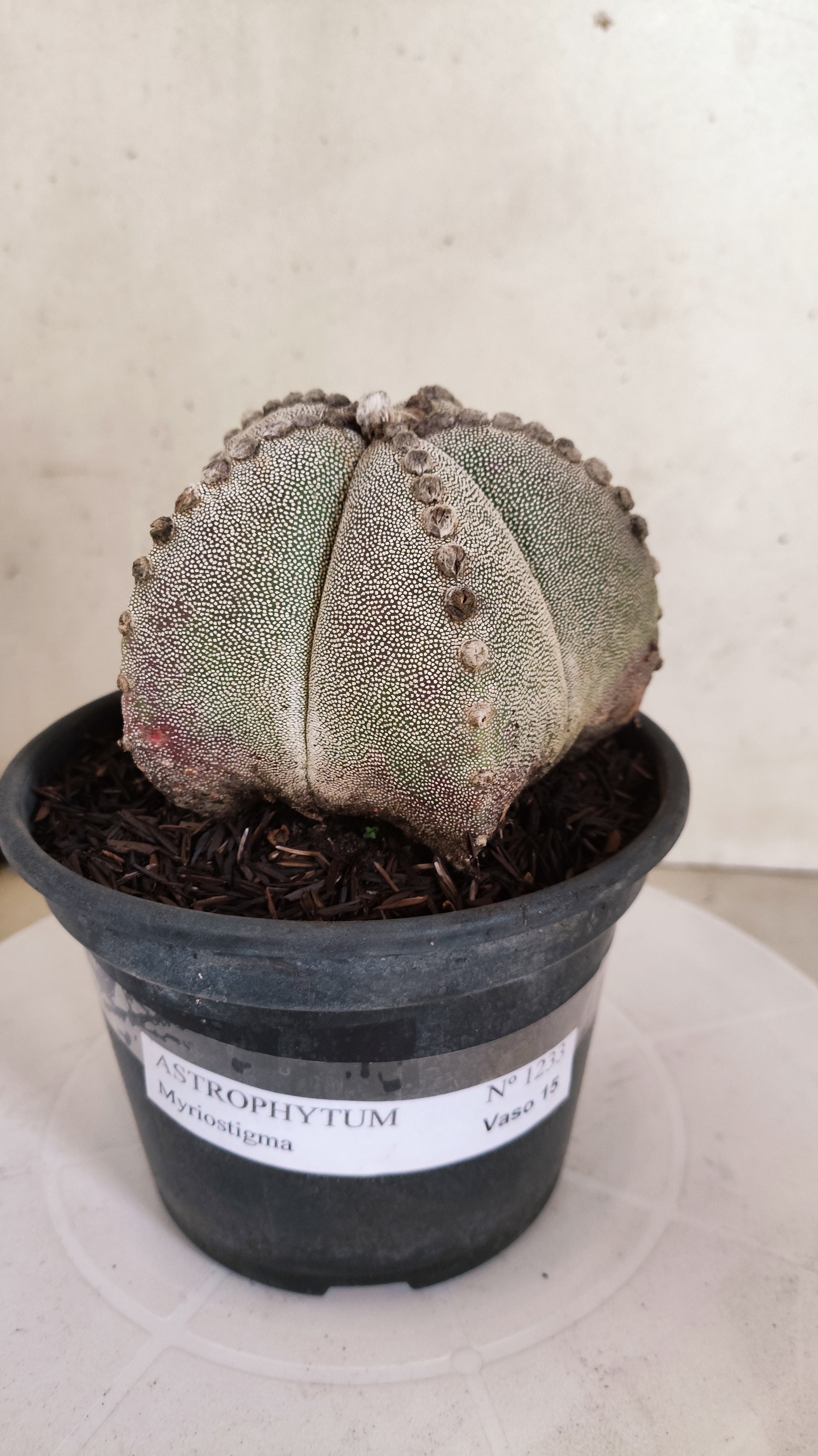 ASTROPHYTUM MYRIOSTIGMA  Nº 1233 – vaso 15