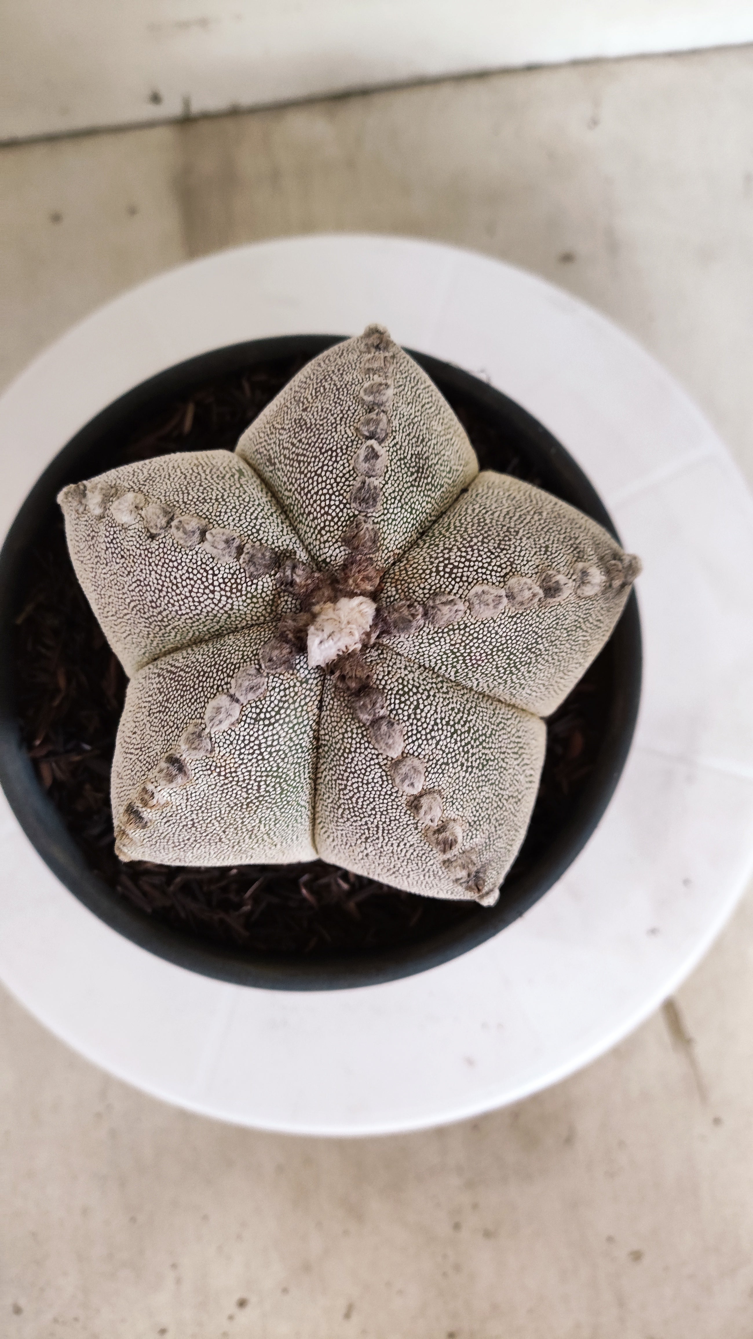 ASTROPHYTUM MYRIOSTIGMA  Nº 1233 – vaso 15