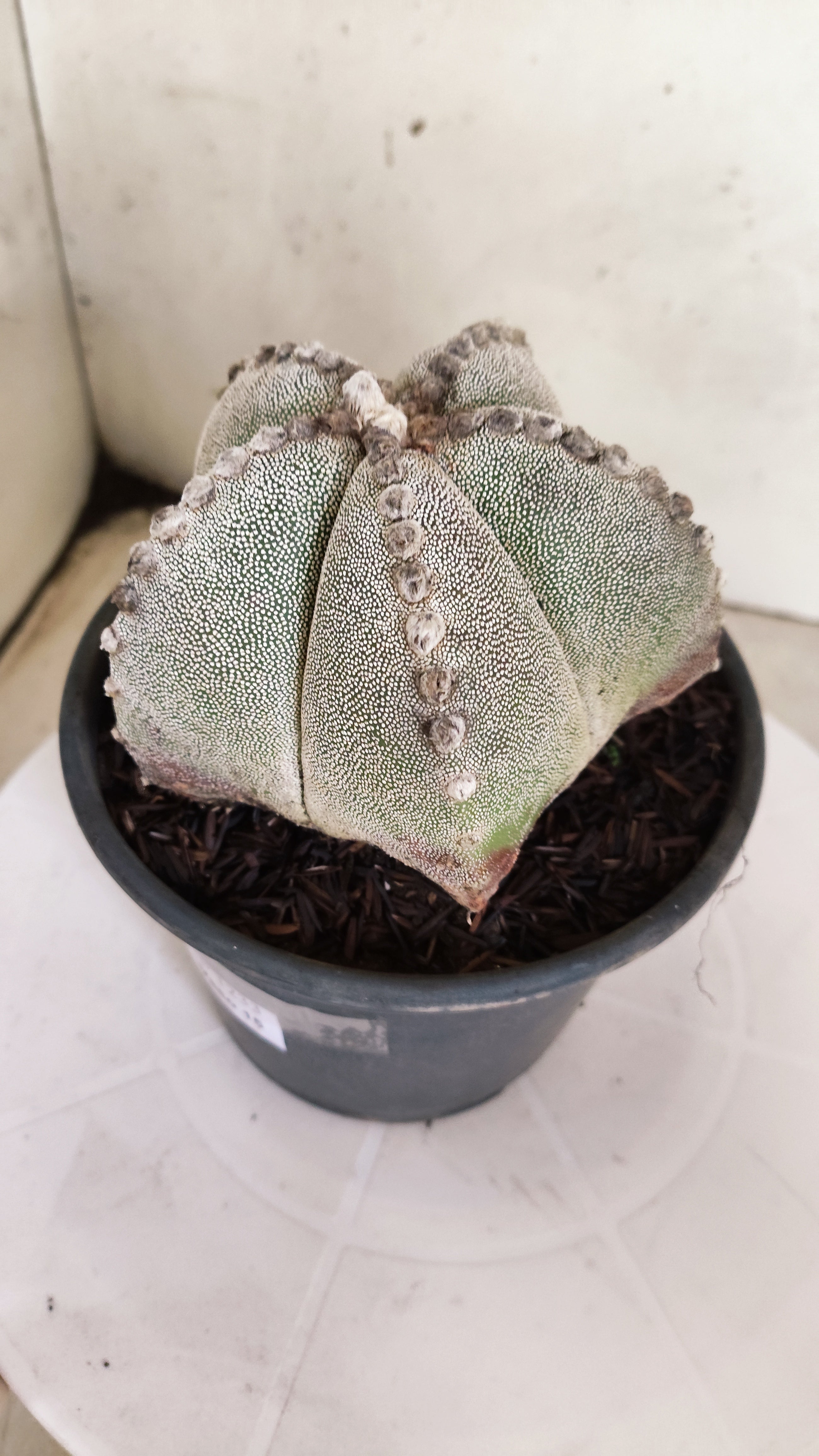 ASTROPHYTUM MYRIOSTIGMA  Nº 1233 – vaso 15