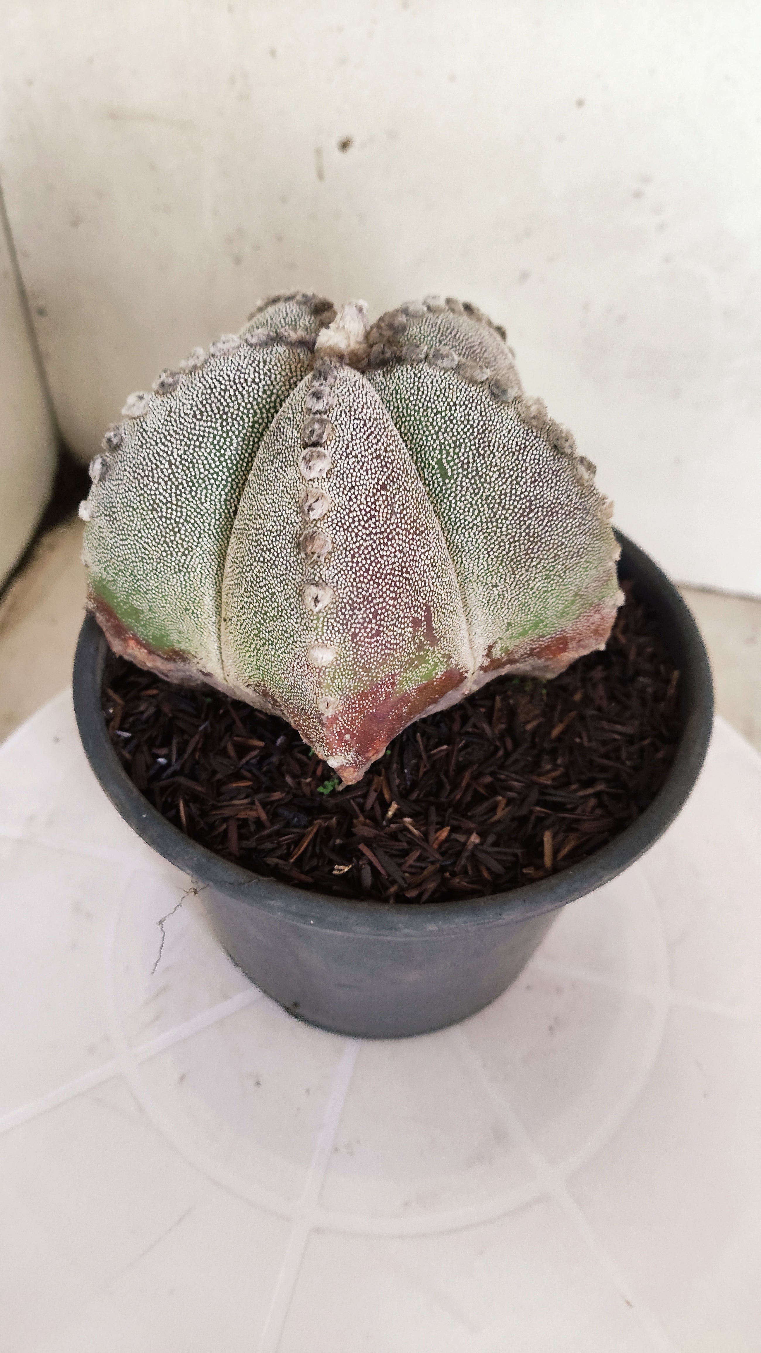 ASTROPHYTUM MYRIOSTIGMA  Nº 1233 – vaso 15