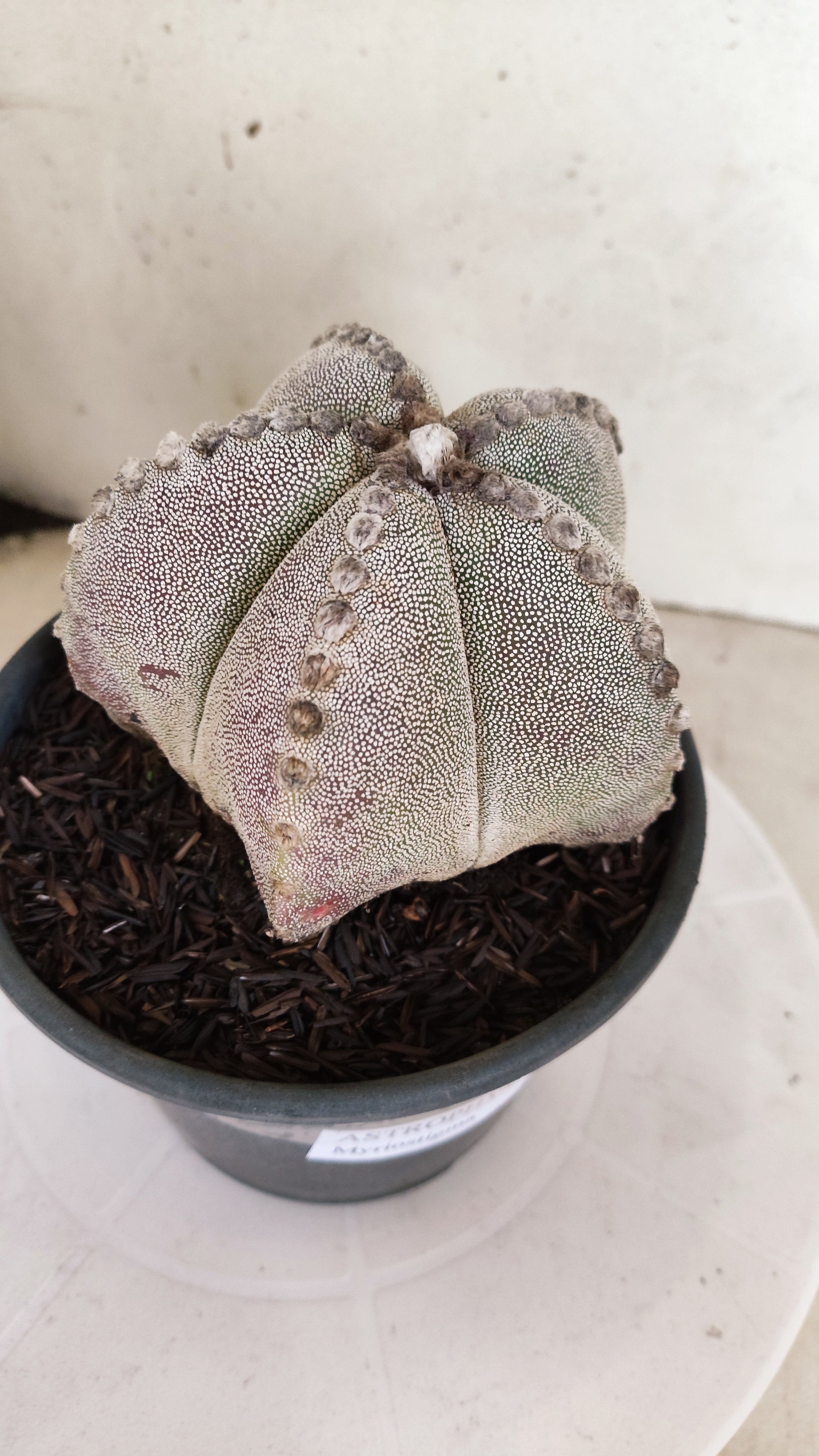 ASTROPHYTUM MYRIOSTIGMA  Nº 1233 – vaso 15