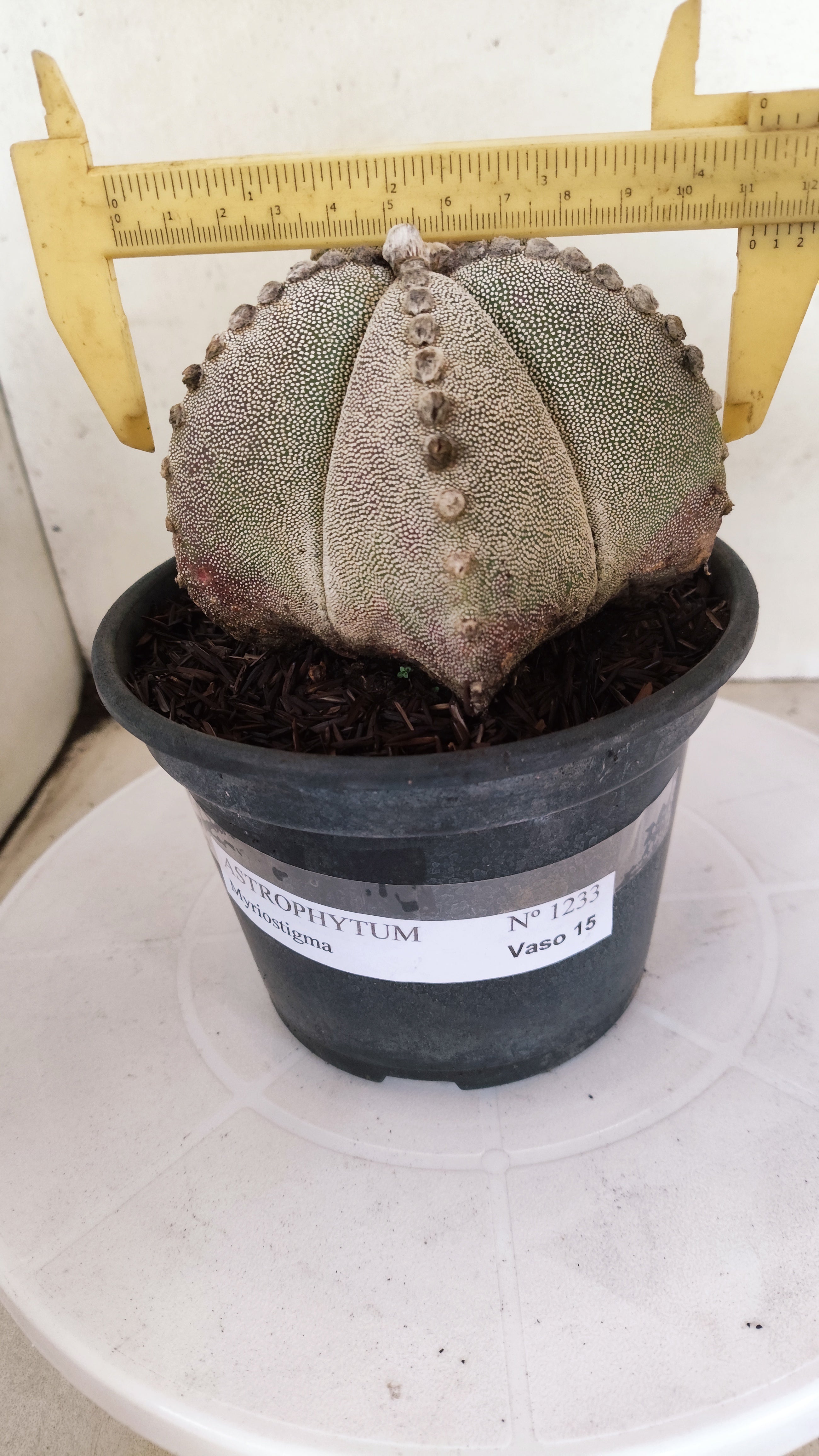 ASTROPHYTUM MYRIOSTIGMA  Nº 1233 – vaso 15