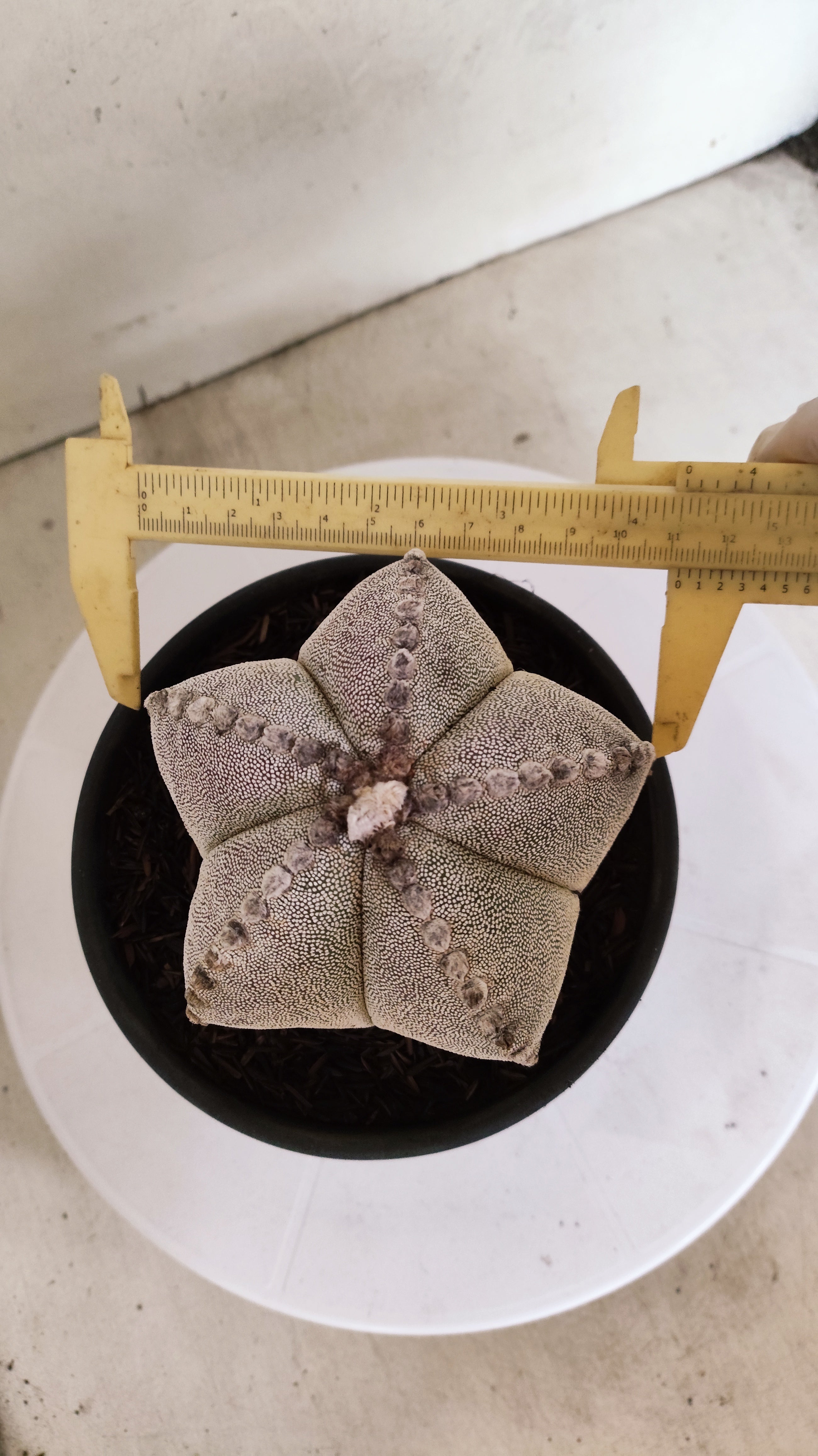ASTROPHYTUM MYRIOSTIGMA  Nº 1233 – vaso 15