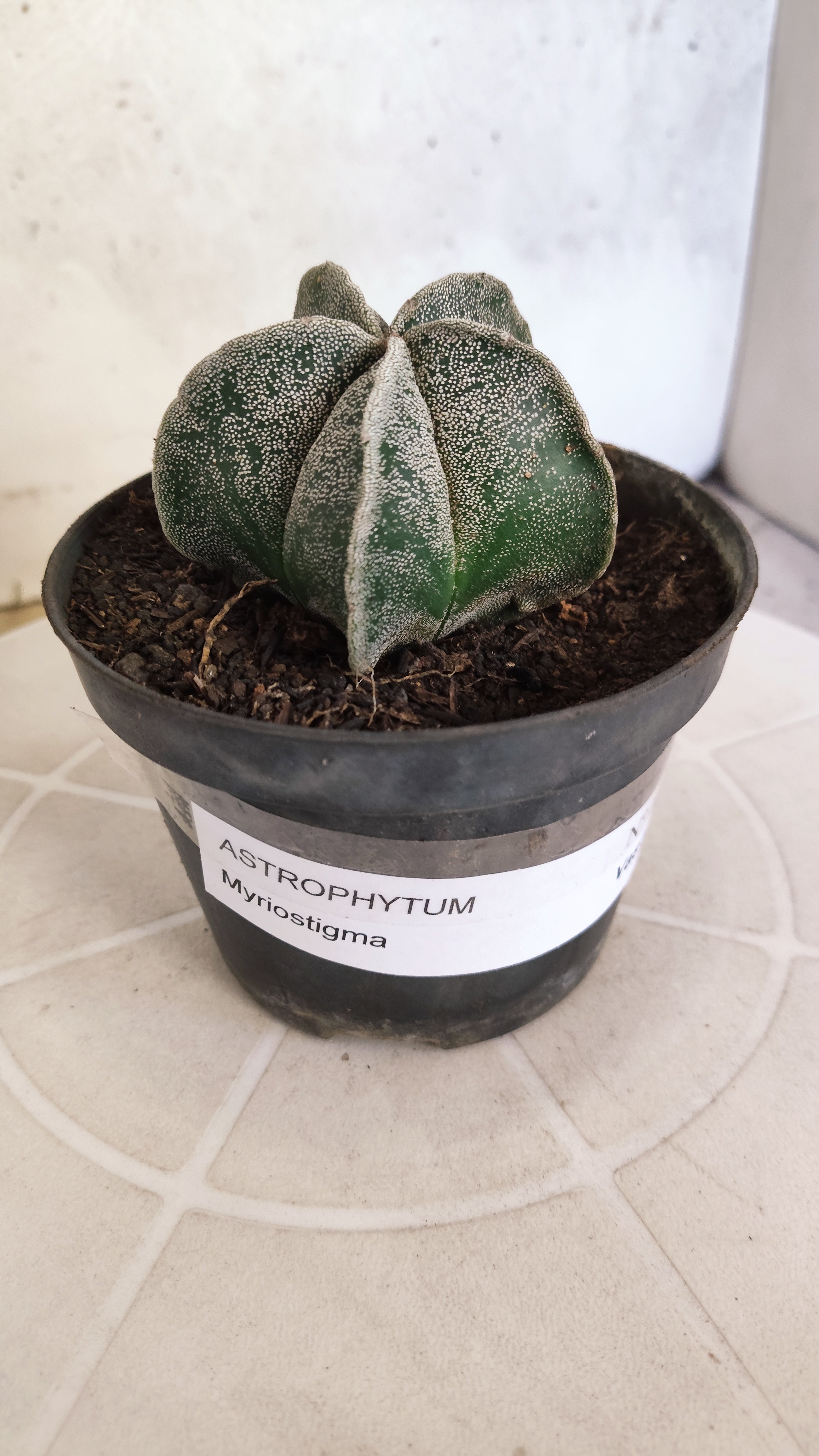 ASTROPHYTUM Myriostigma  Nº 1251 – vaso 11