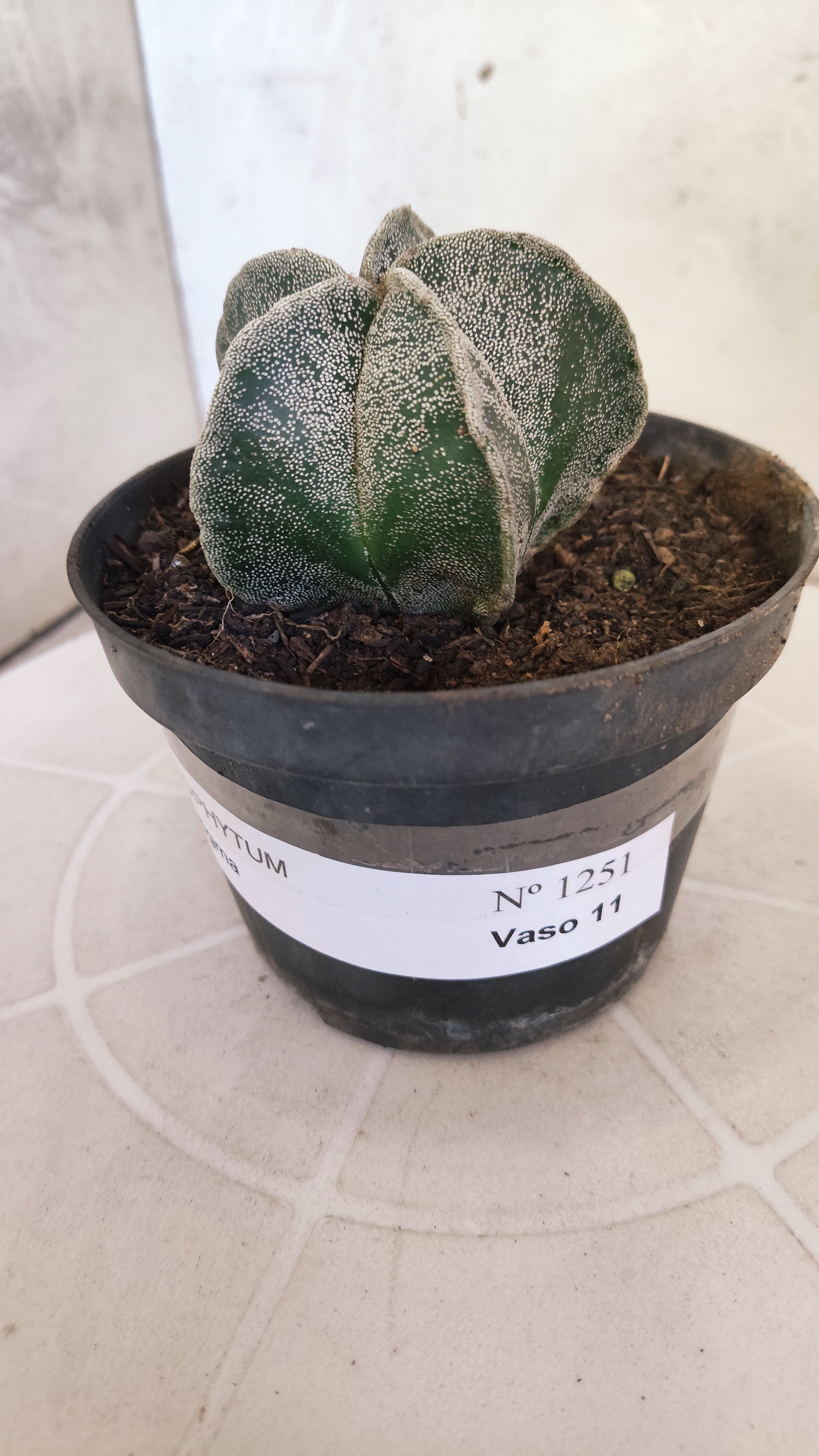 ASTROPHYTUM Myriostigma  Nº 1251 – vaso 11