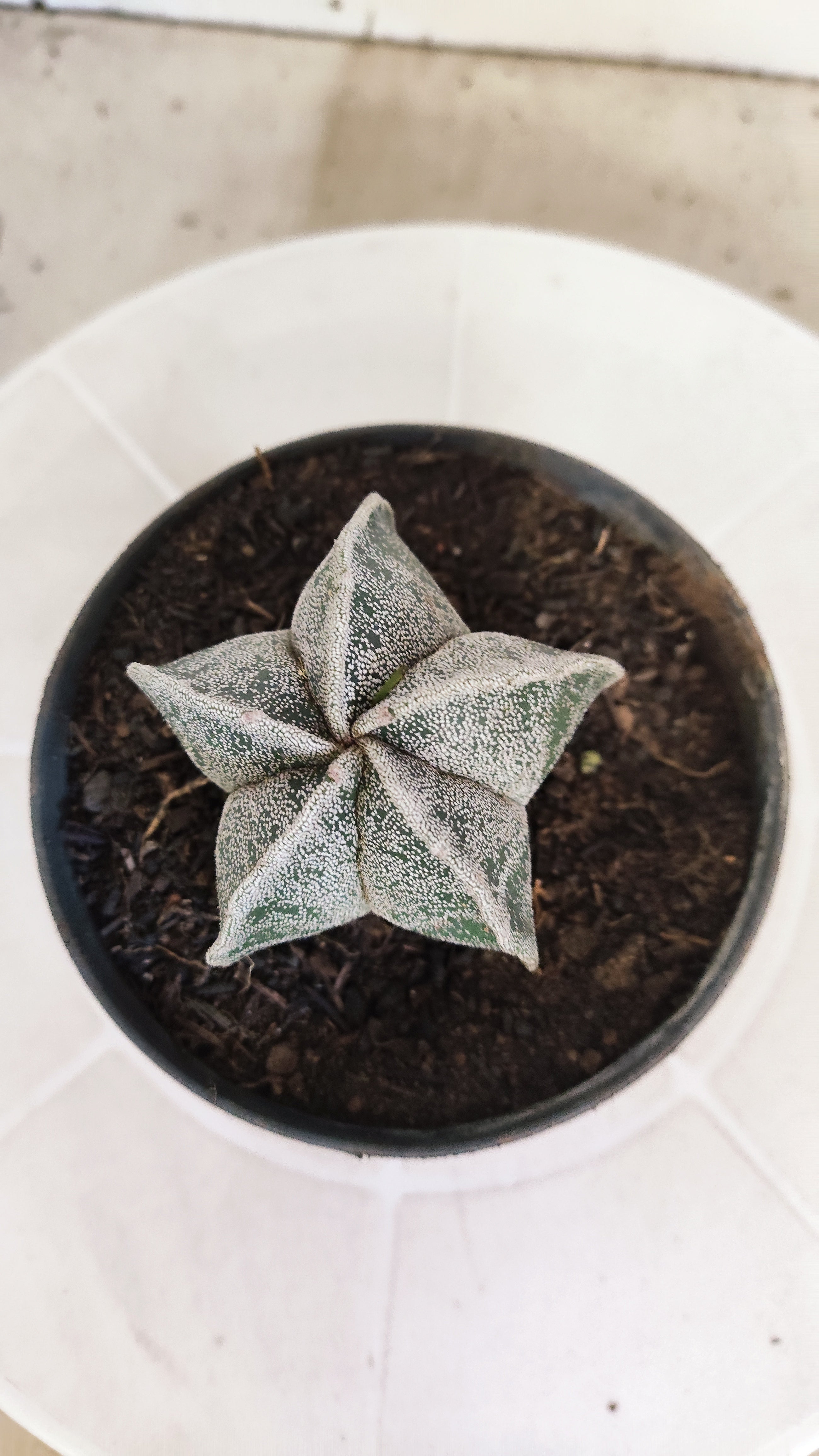 ASTROPHYTUM Myriostigma  Nº 1251 – vaso 11