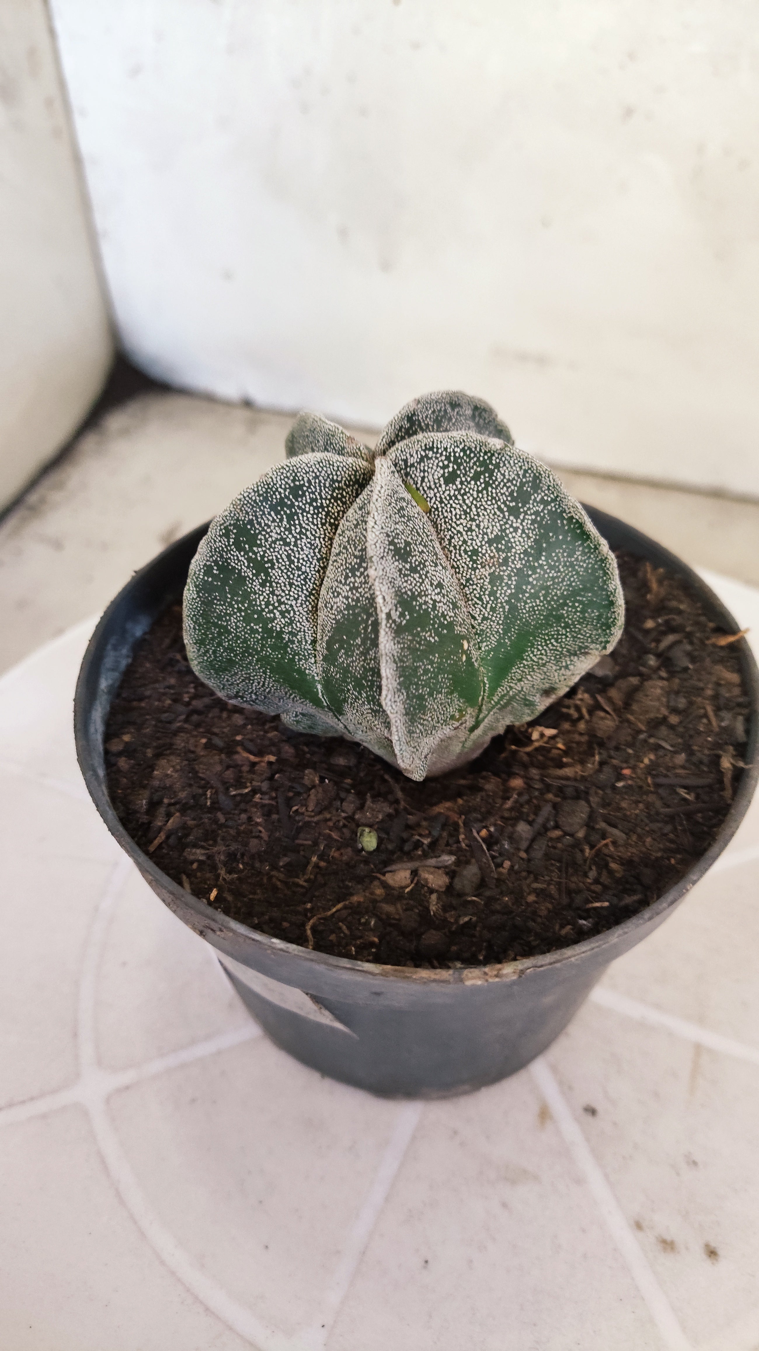 ASTROPHYTUM Myriostigma  Nº 1251 – vaso 11