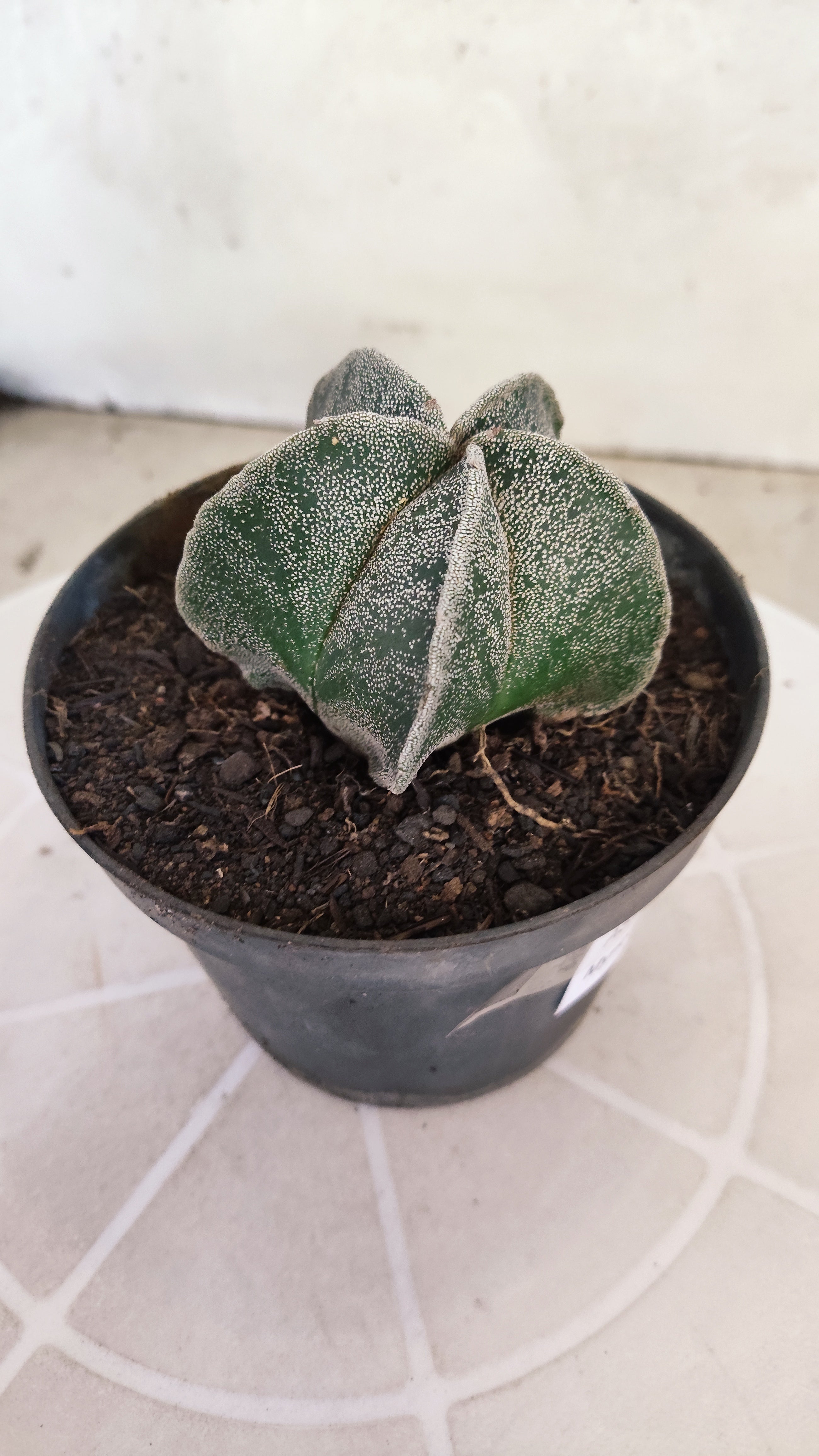 ASTROPHYTUM Myriostigma  Nº 1251 – vaso 11