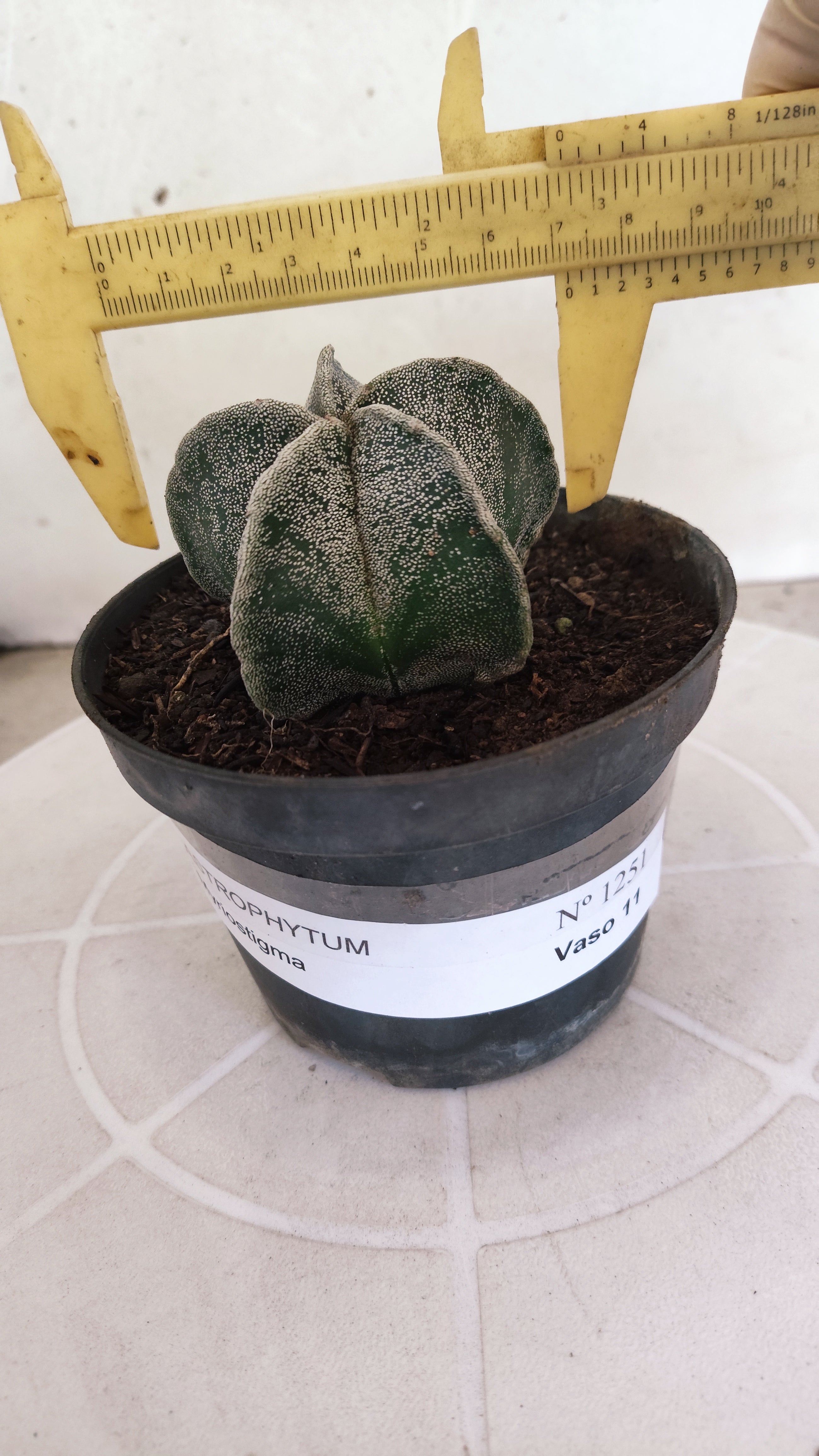ASTROPHYTUM Myriostigma  Nº 1251 – vaso 11
