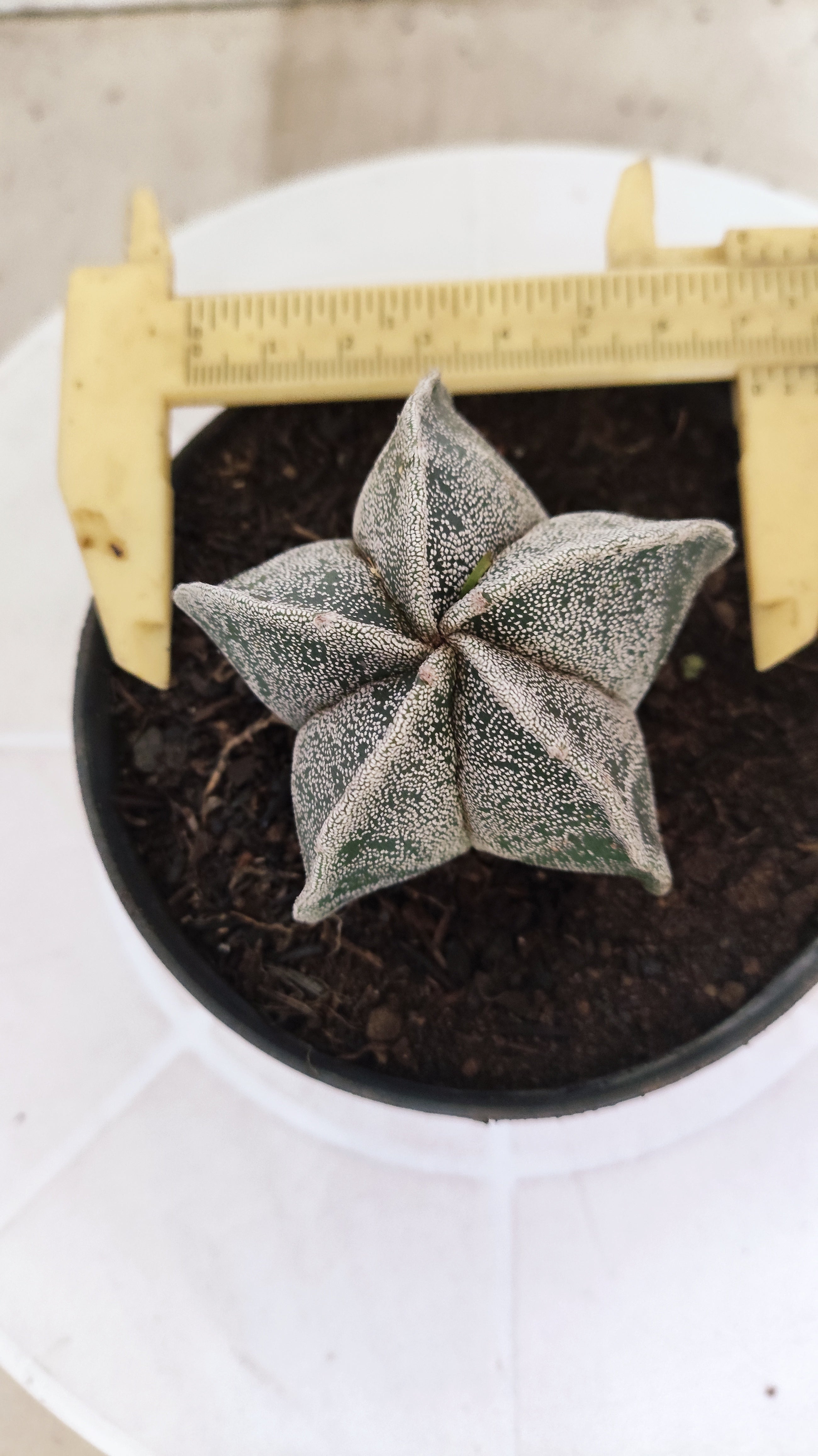 ASTROPHYTUM Myriostigma  Nº 1251 – vaso 11
