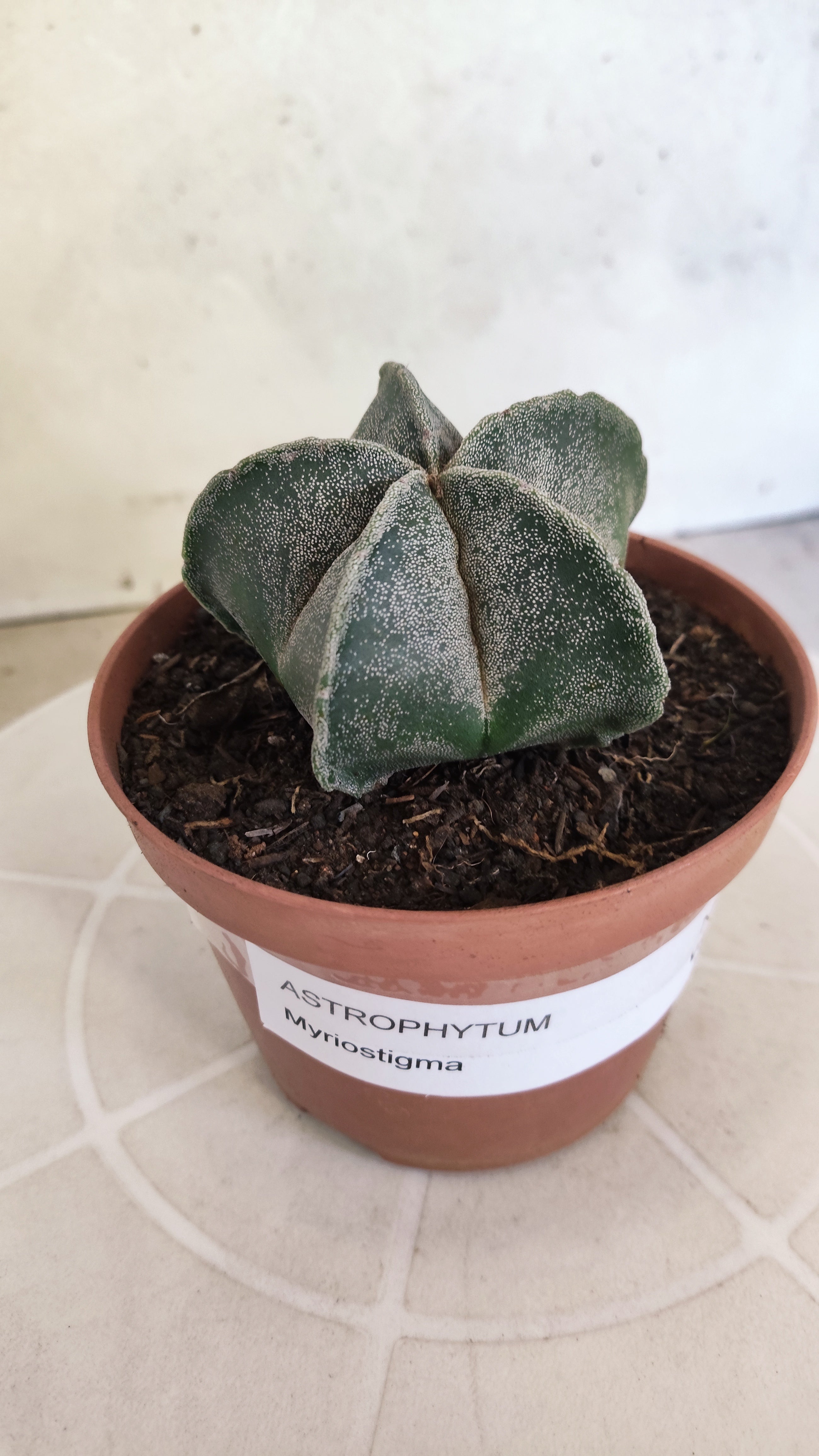 ASTROPHYTUM Myriostigma  Nº 1253 – vaso 11
