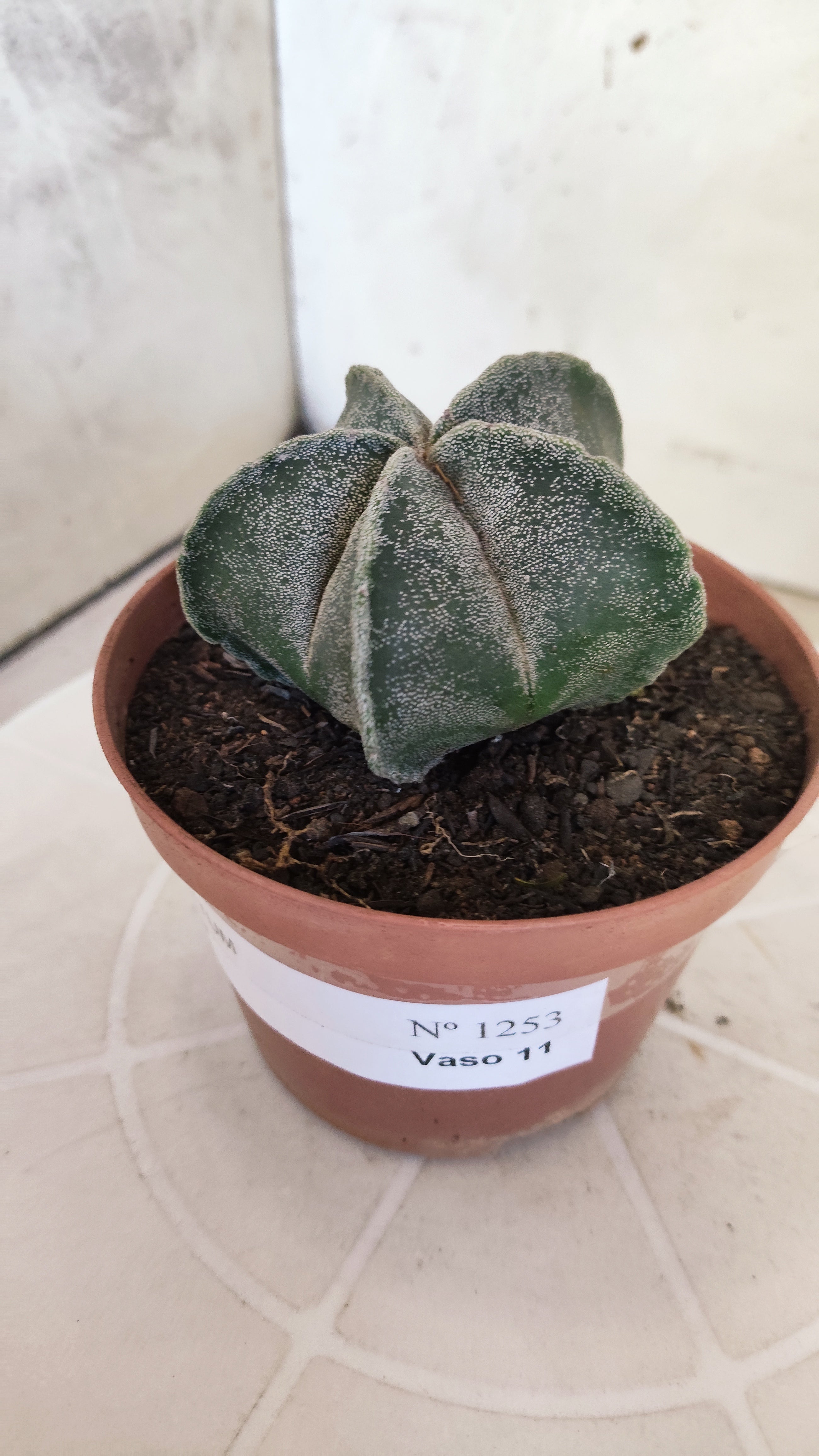ASTROPHYTUM Myriostigma  Nº 1253 – vaso 11