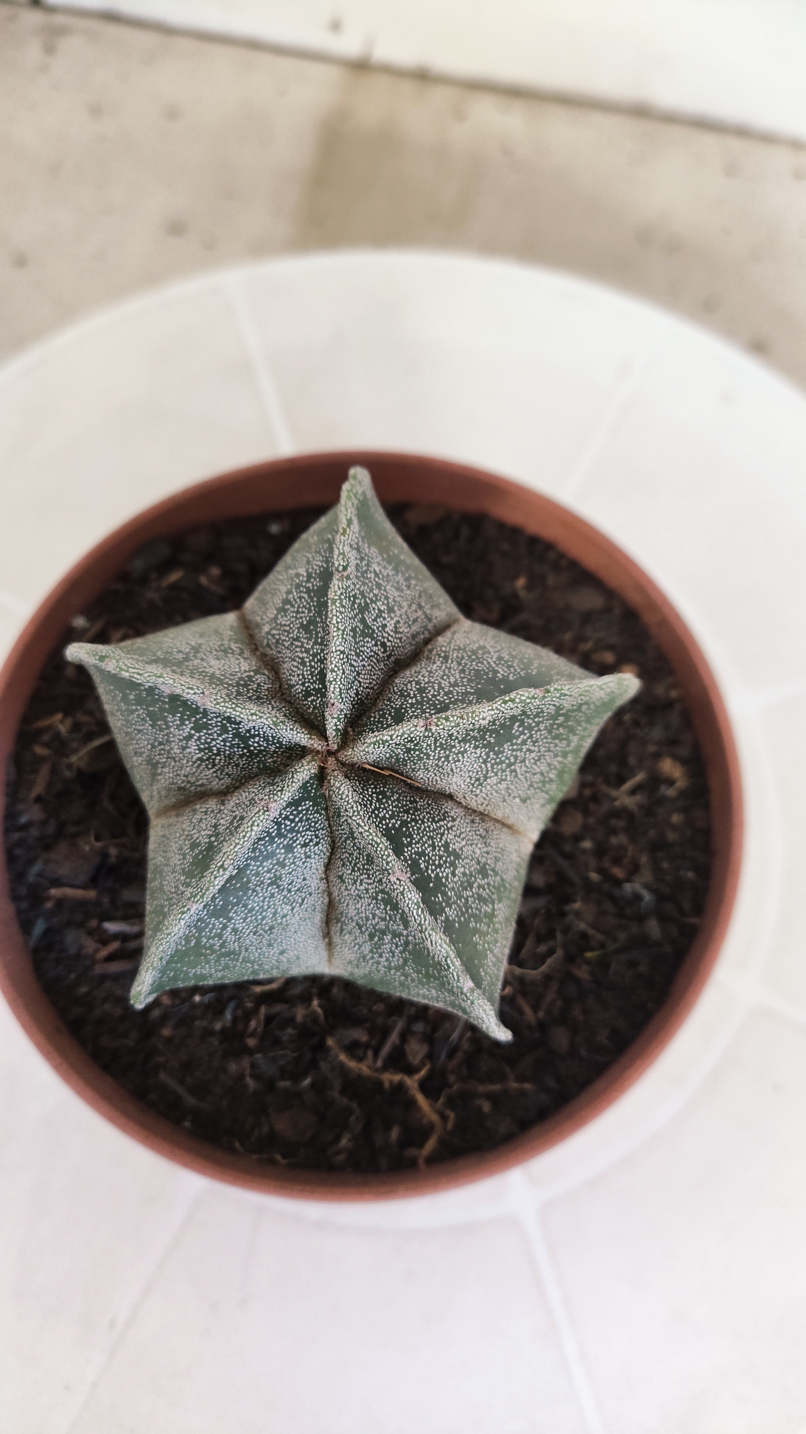 ASTROPHYTUM Myriostigma  Nº 1253 – vaso 11