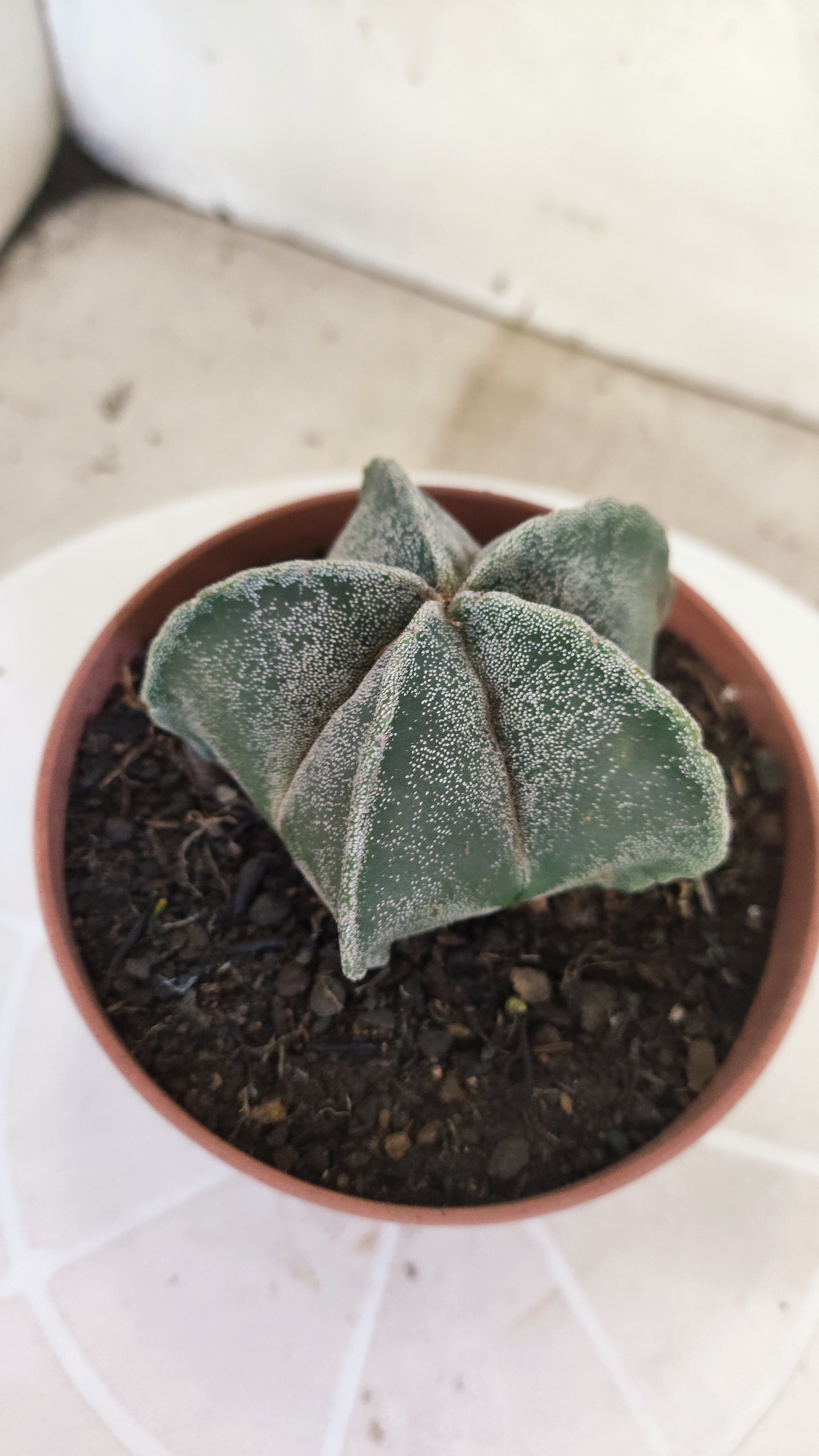 ASTROPHYTUM Myriostigma  Nº 1253 – vaso 11