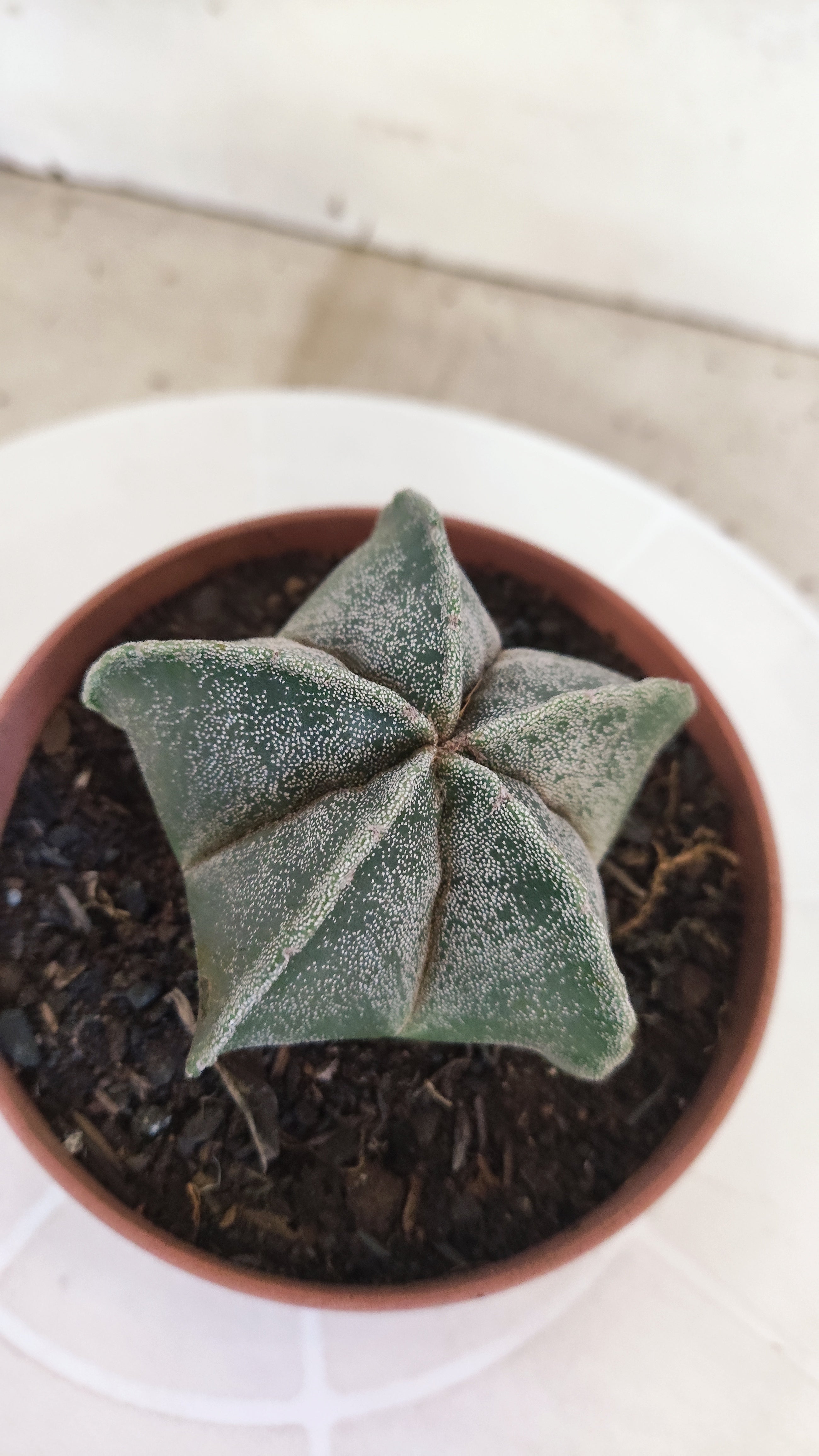 ASTROPHYTUM Myriostigma  Nº 1253 – vaso 11