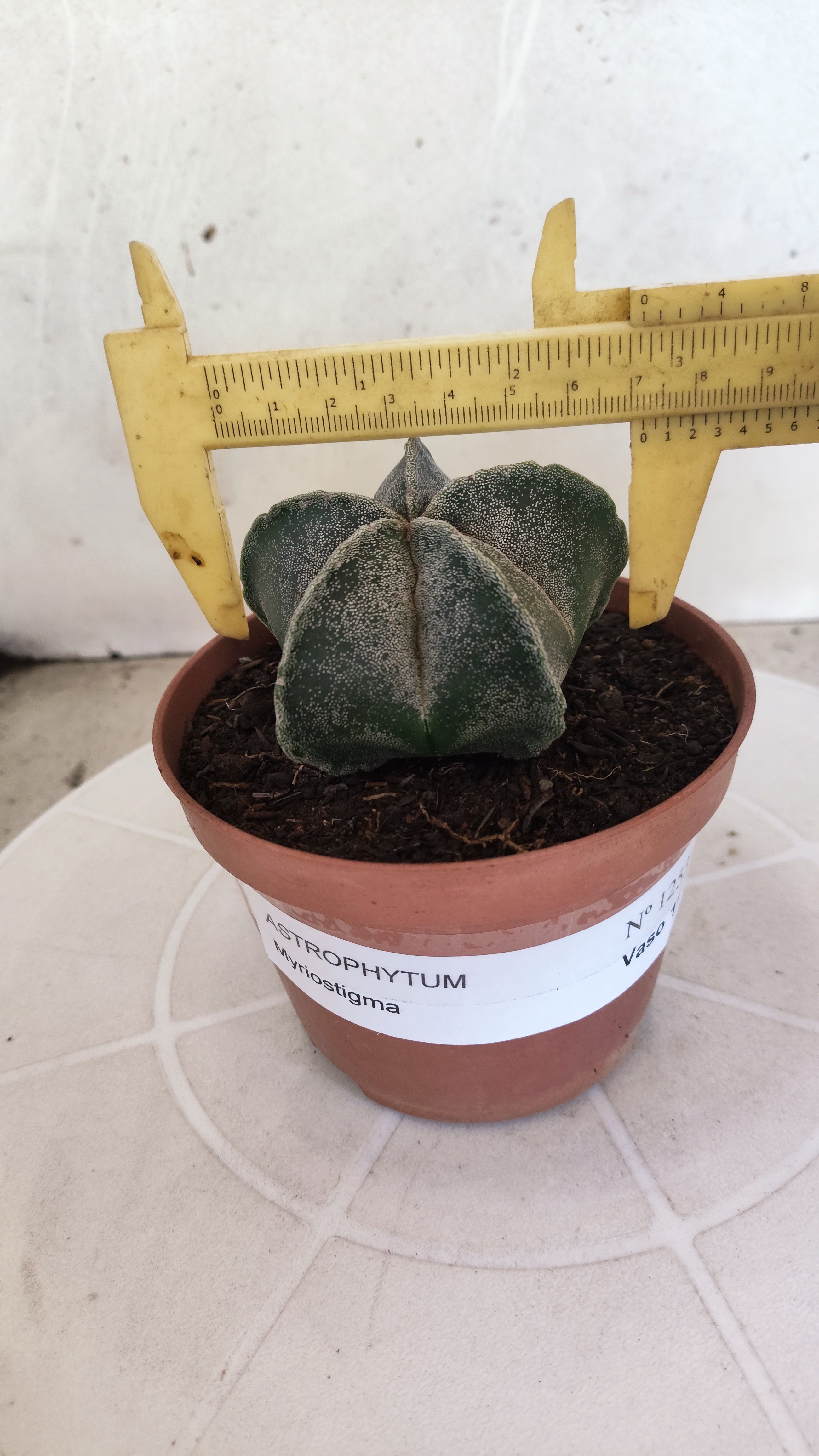 ASTROPHYTUM Myriostigma  Nº 1253 – vaso 11