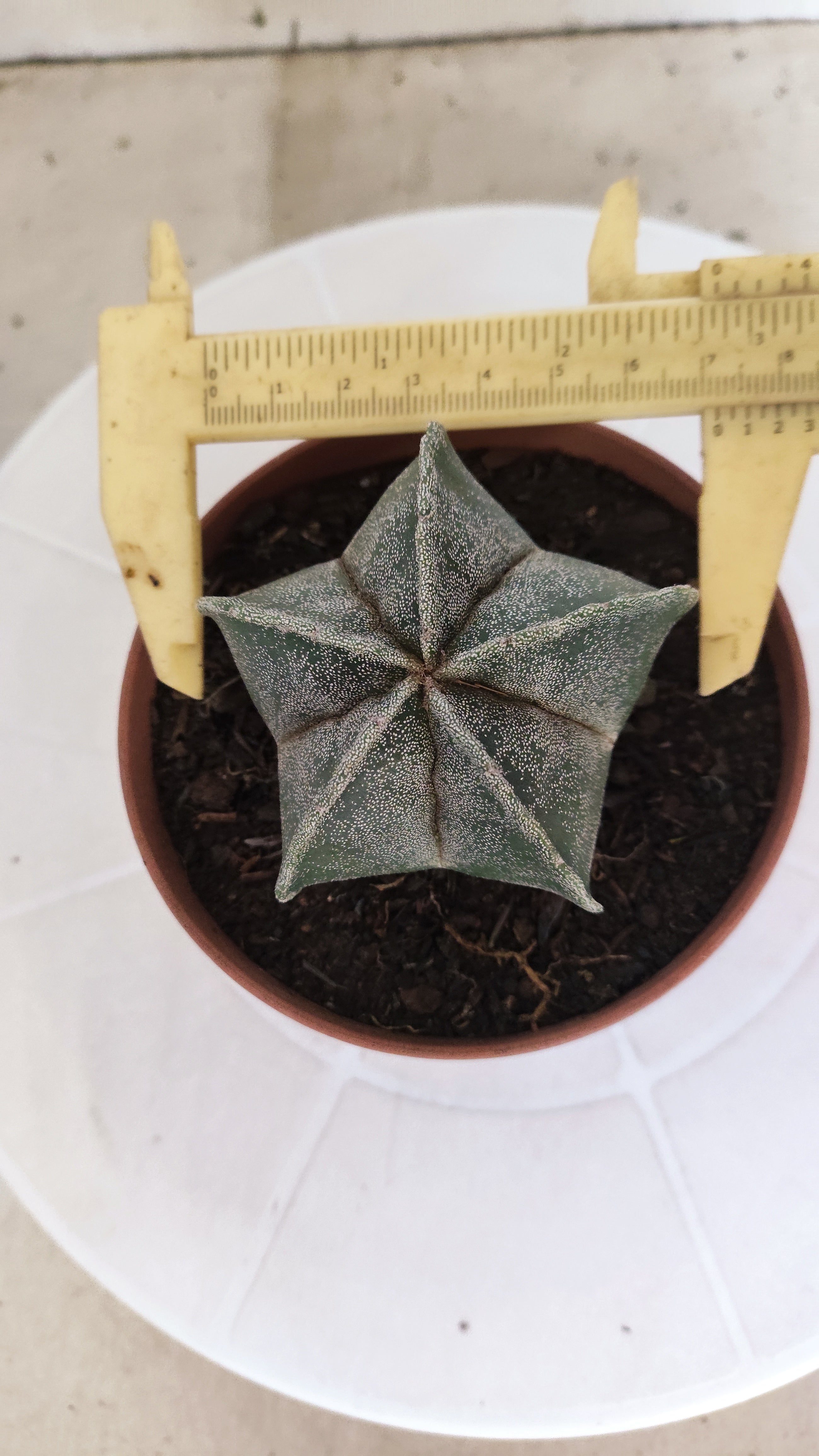 ASTROPHYTUM Myriostigma  Nº 1253 – vaso 11