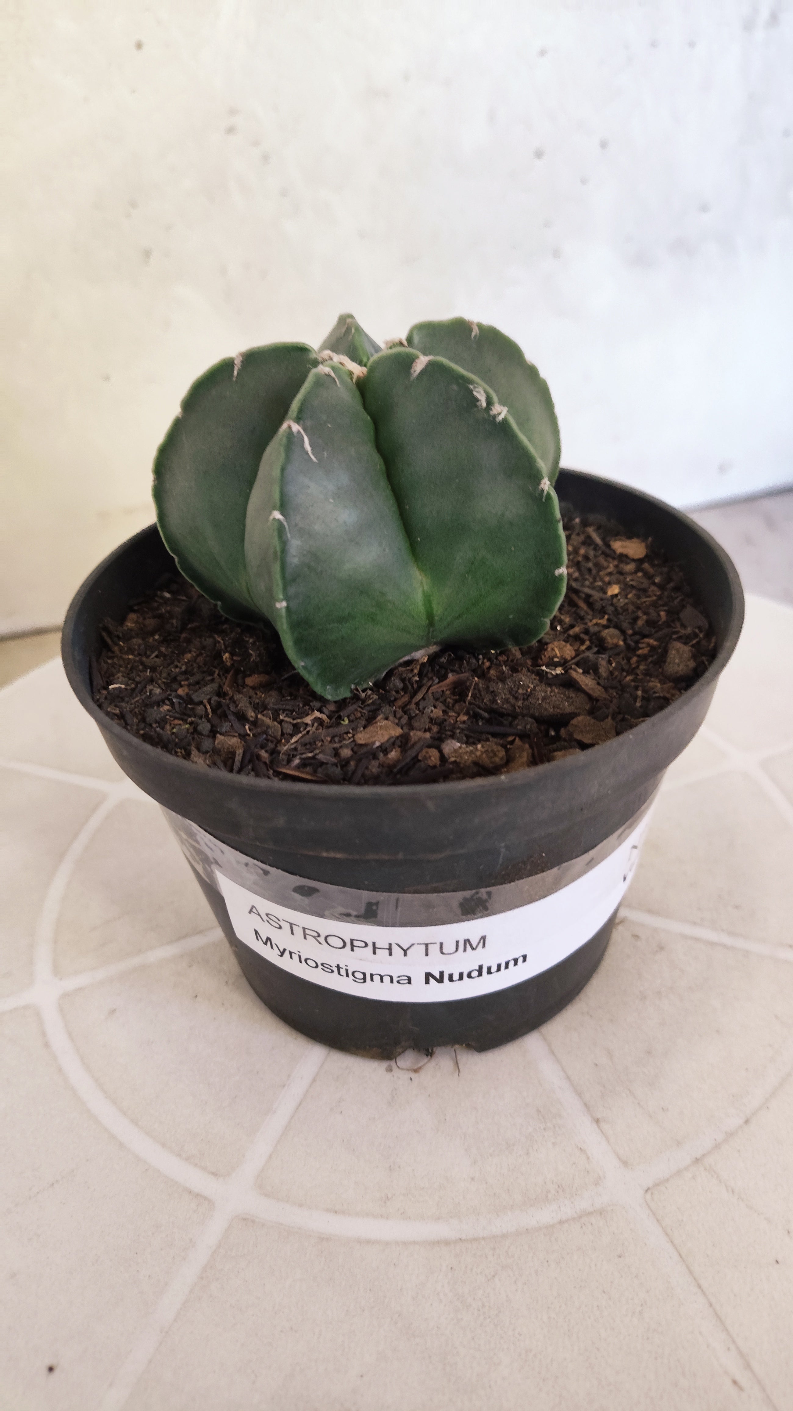 ASTROPHYTUM Myriostigma "Nudum" Nº 1257 – vaso 11