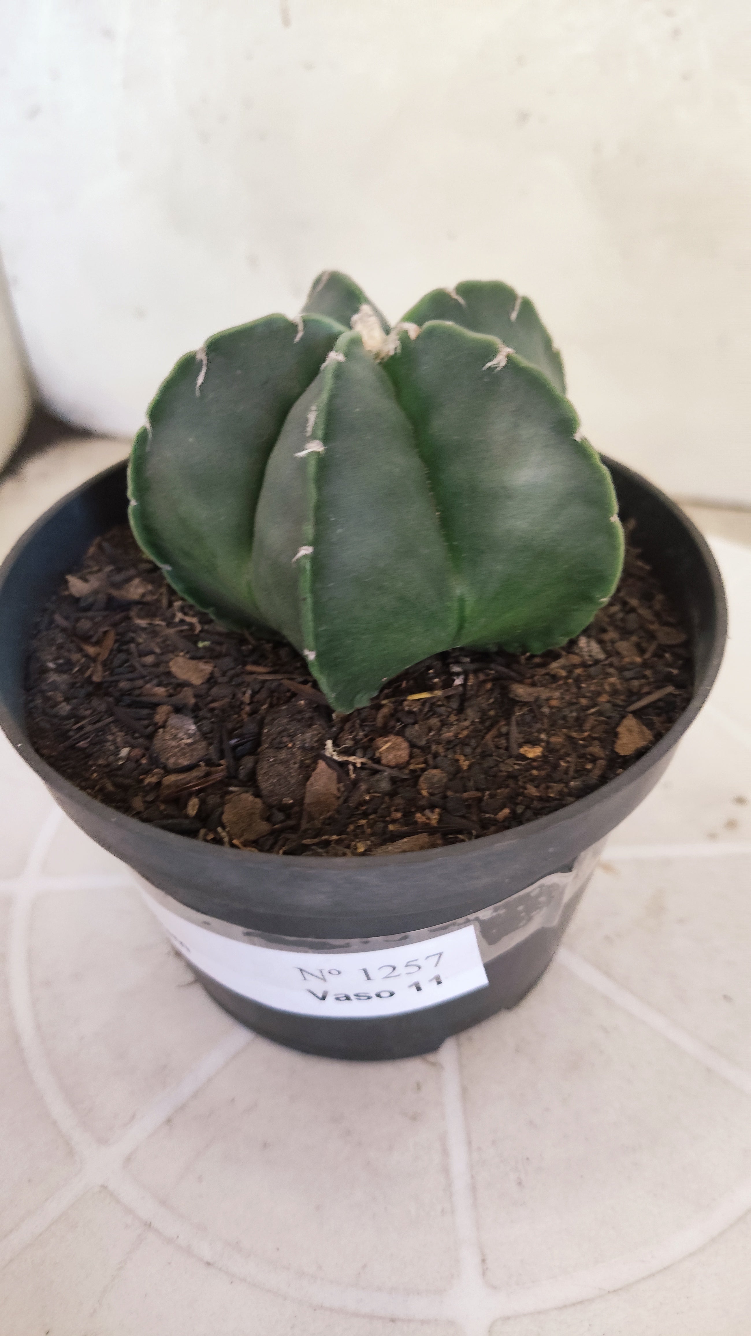 ASTROPHYTUM Myriostigma "Nudum" Nº 1257 – vaso 11