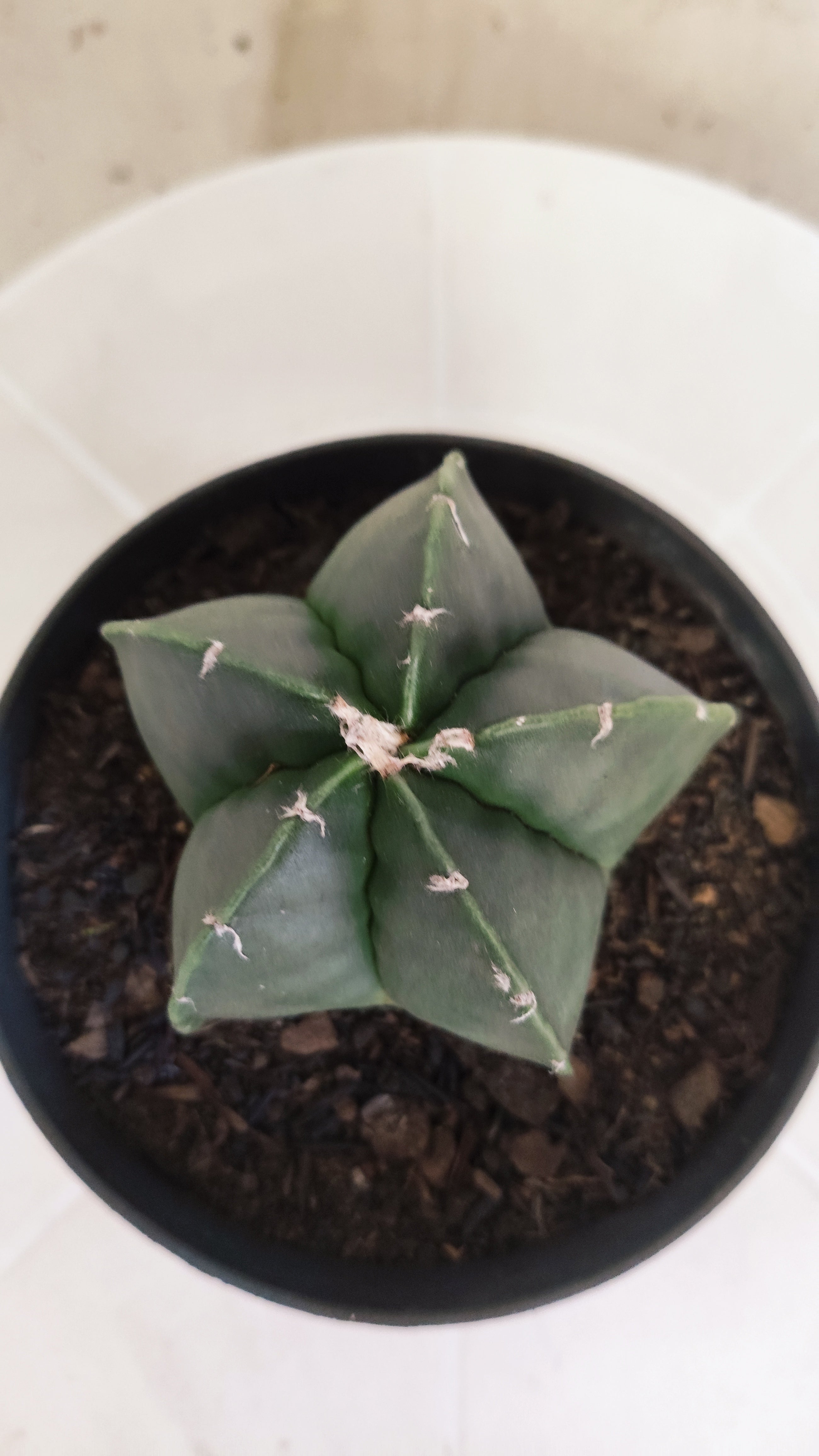 ASTROPHYTUM Myriostigma "Nudum" Nº 1257 – vaso 11
